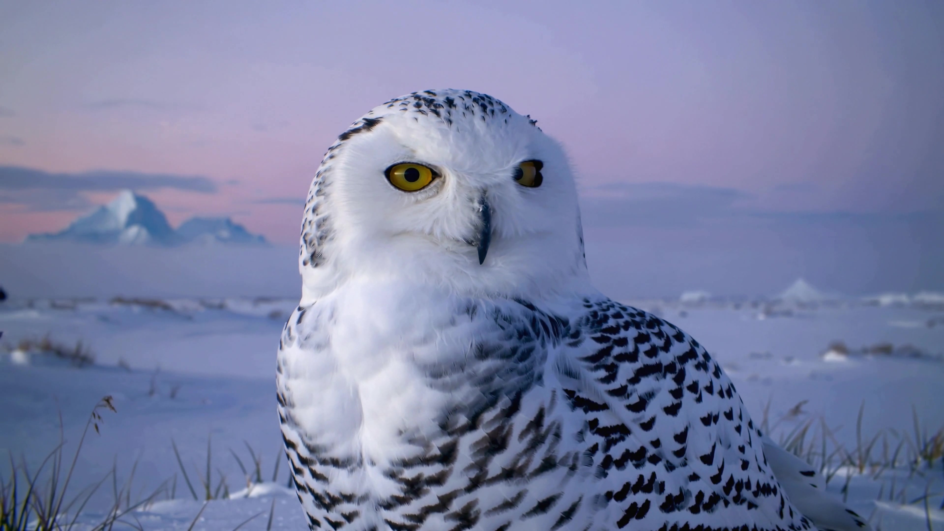 Snowy owl perched on snowy ground at dusk with mountains in the background