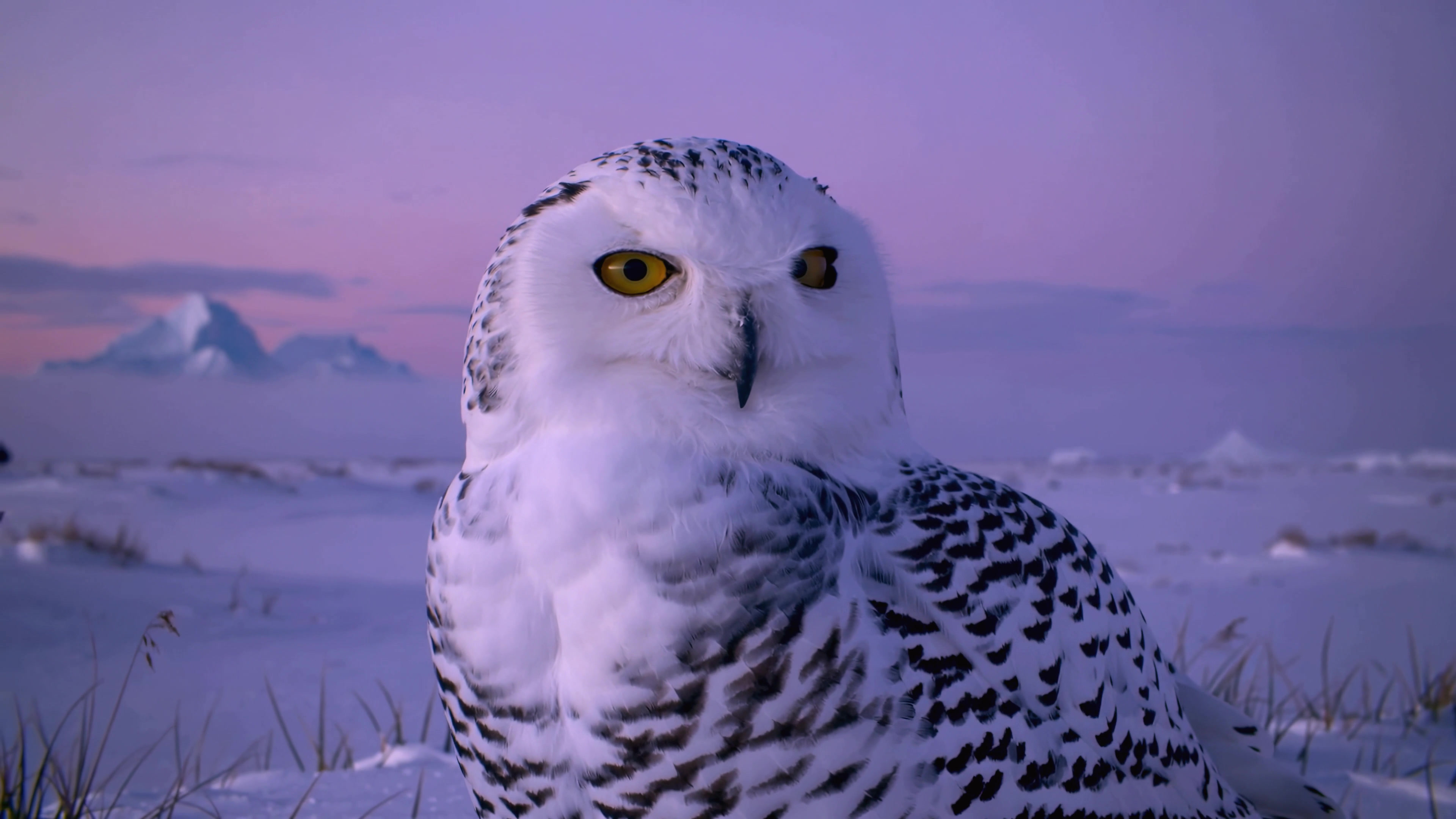 Snowy owl in a winter landscape at dusk under a colorful sky