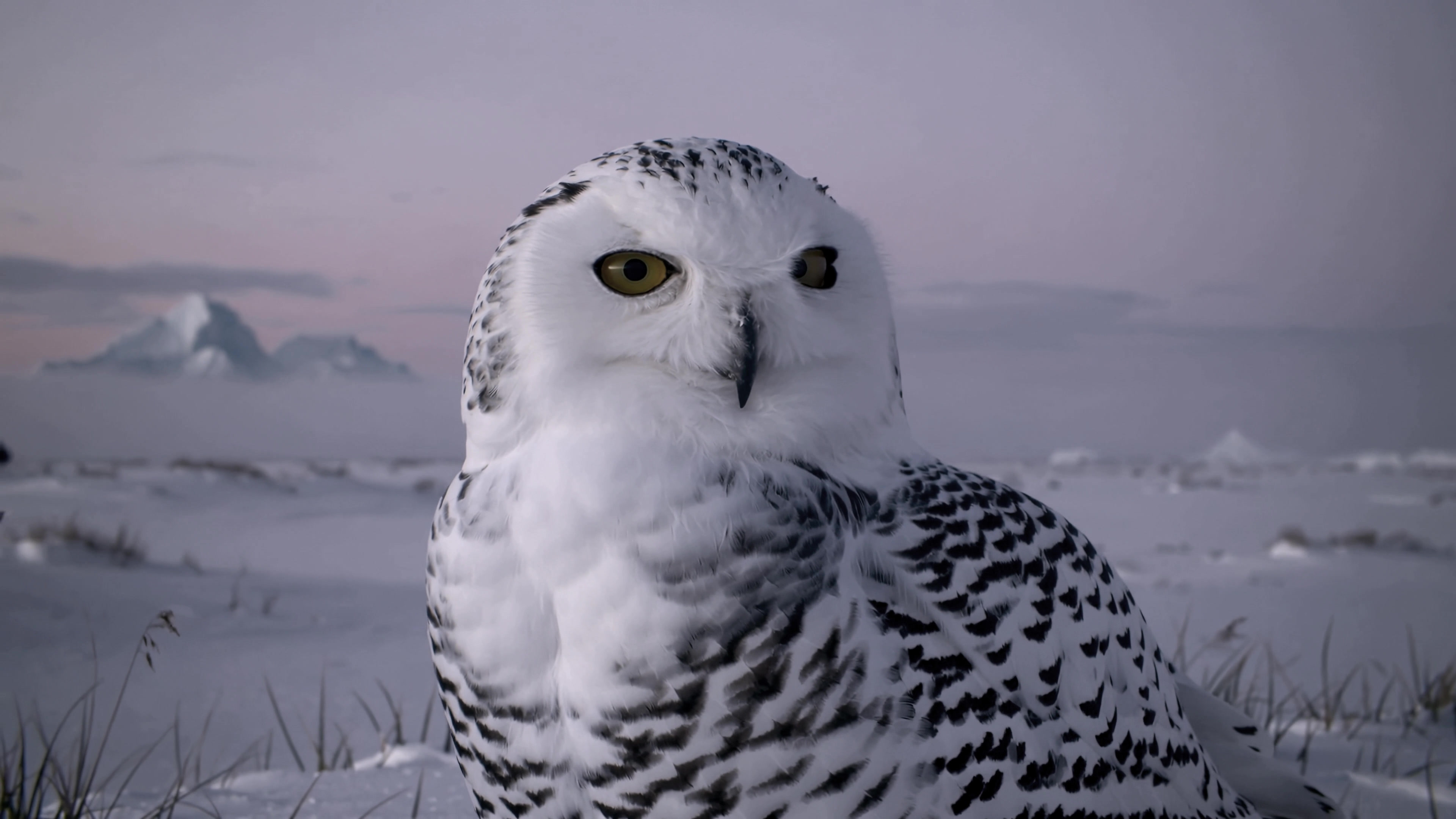 Snowy owl rests on snowy ground in a cold landscape during twilight hours in a remote Arctic area
