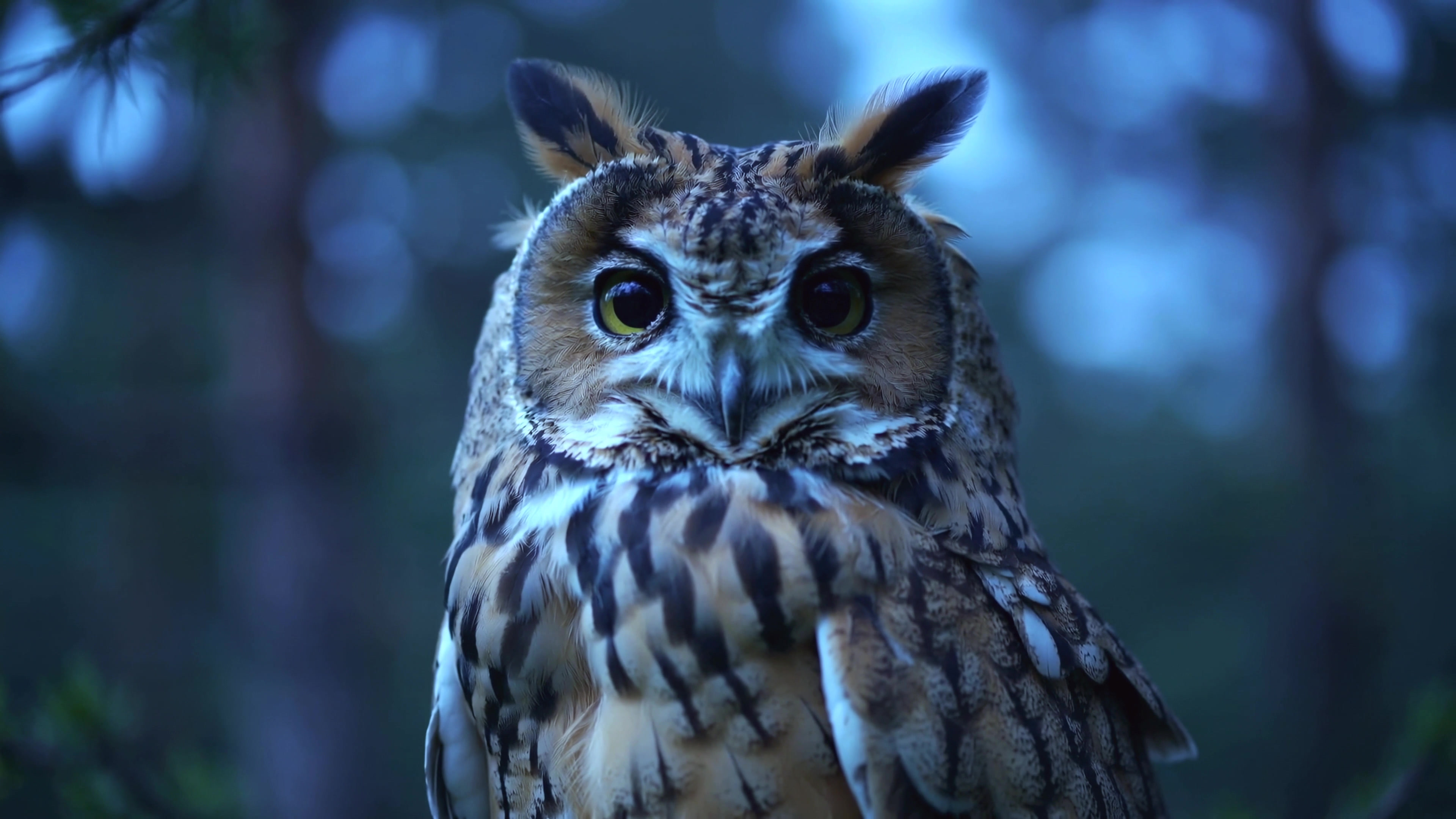 Owl sits on branch in forest during twilight, showcasing large eyes and distinct feathers in the fading light of evening