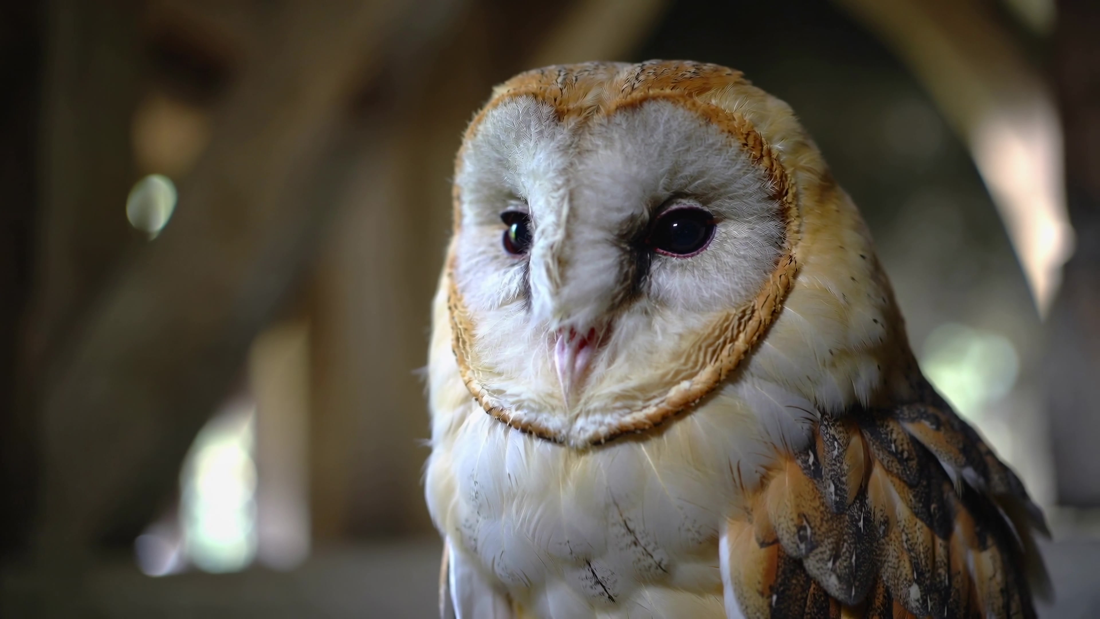 Barn owl in a natural setting during daylight hours showing its distinctive features and calm demeanor