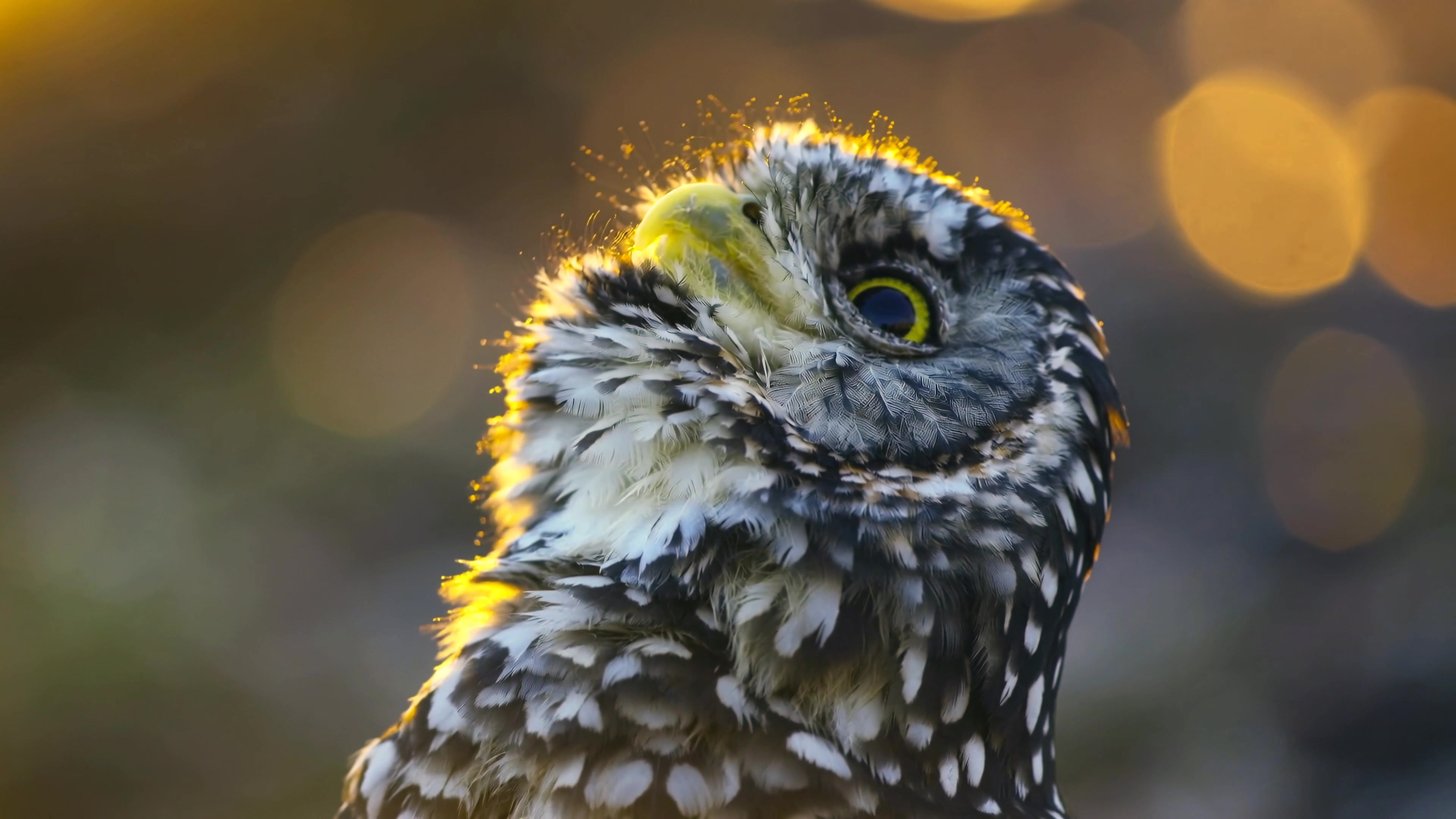 Little owl looks upward in natural light during evening hours in a forested area near a small pond in summer