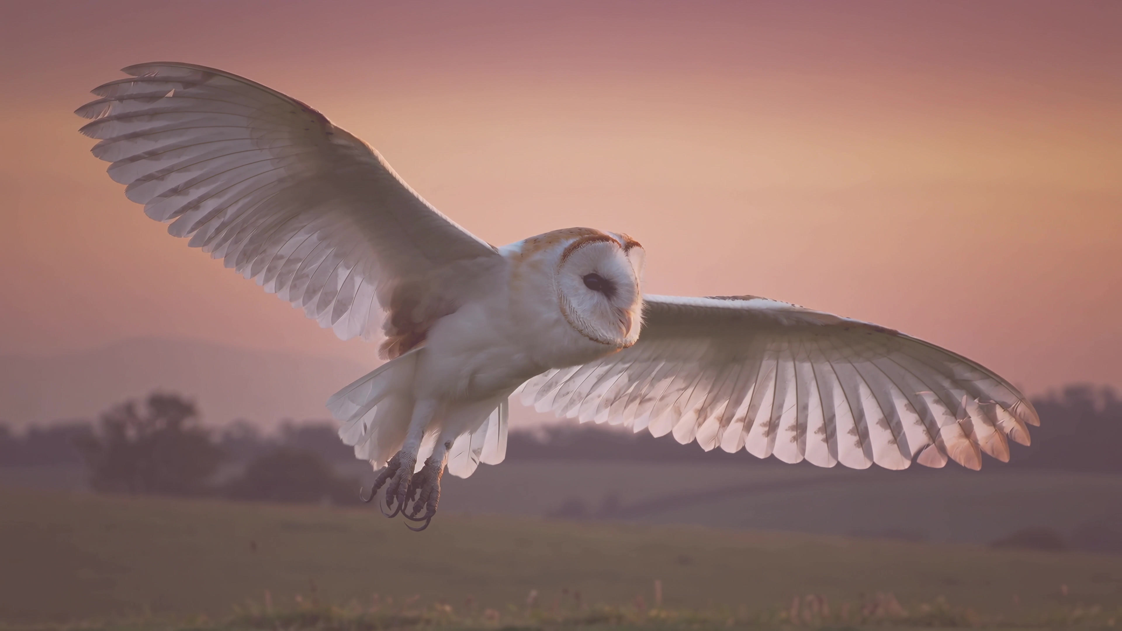 Owl flying at sunset over a field with a vibrant sky in the background