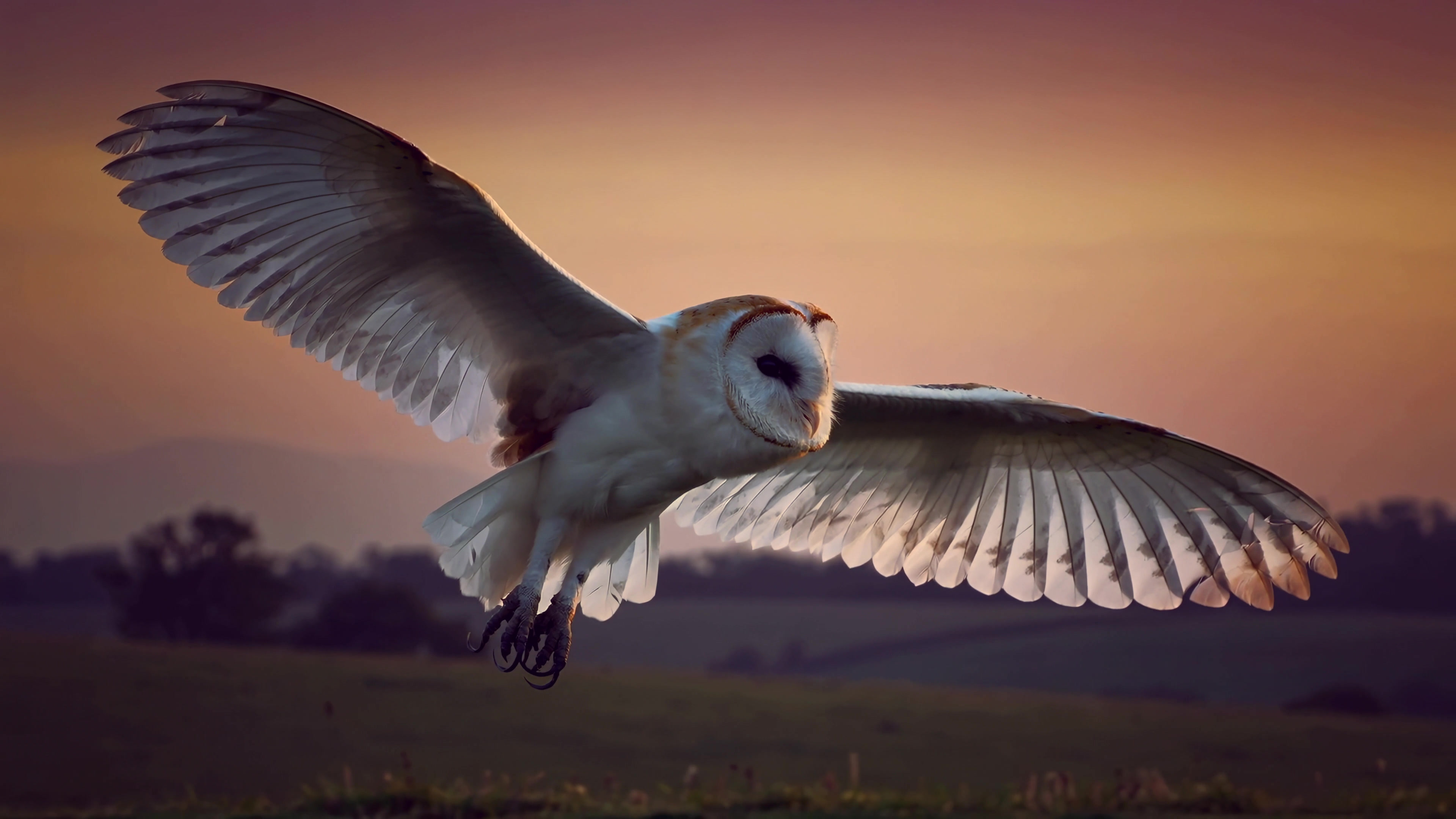 Barn owl flying over a field during sunset with a colorful sky in the background