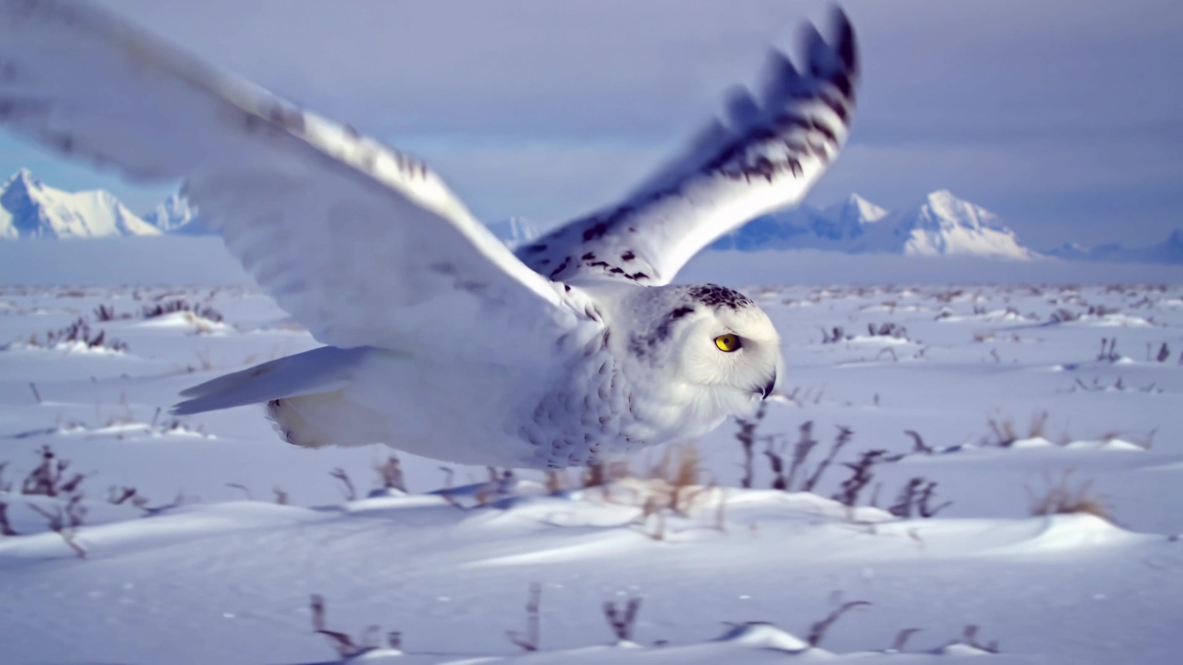 Snowy owl flies over a snowy landscape with mountains in the background during a clear day