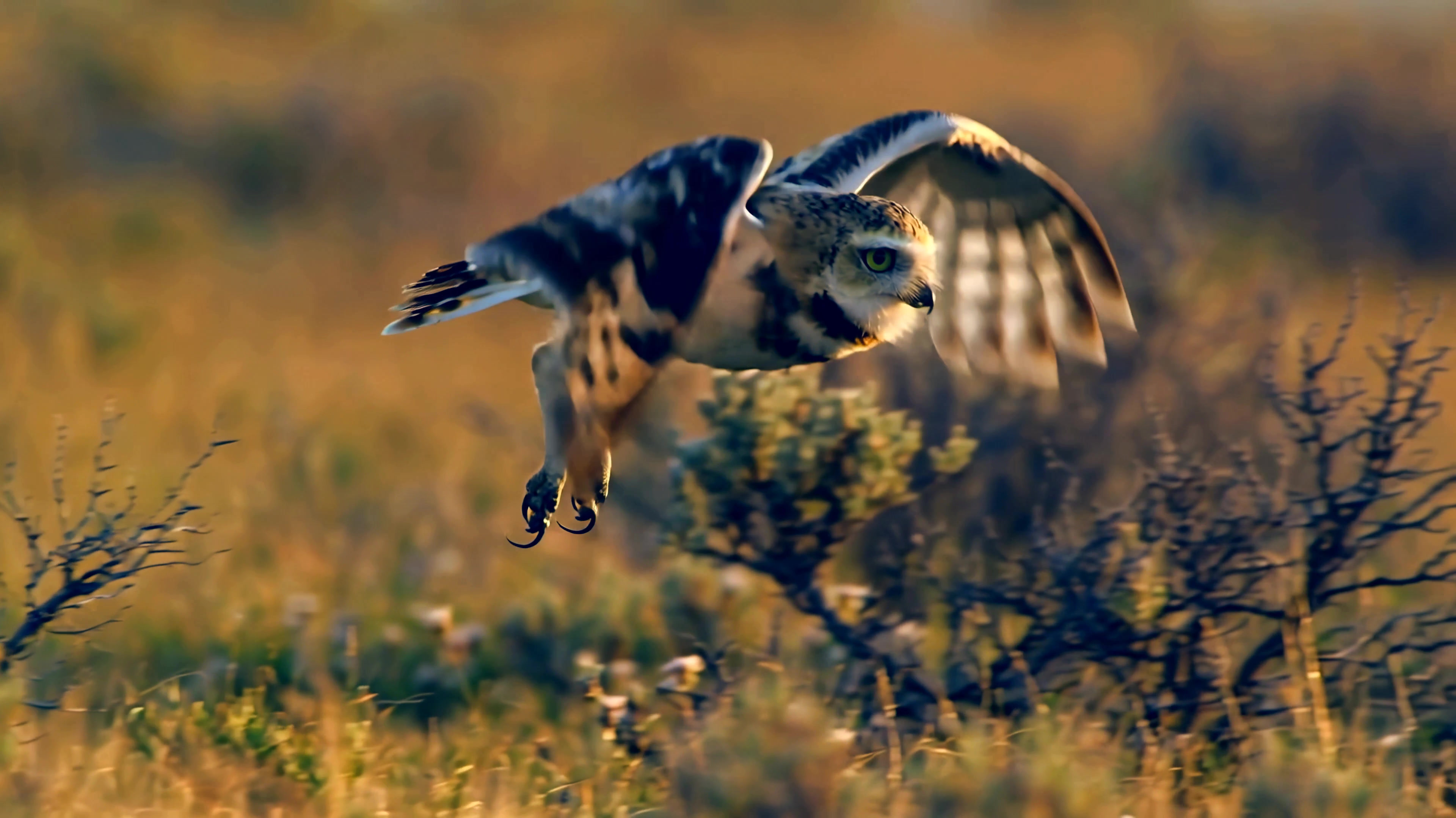 Owl flying over grassland during sunset in open landscape with bushes