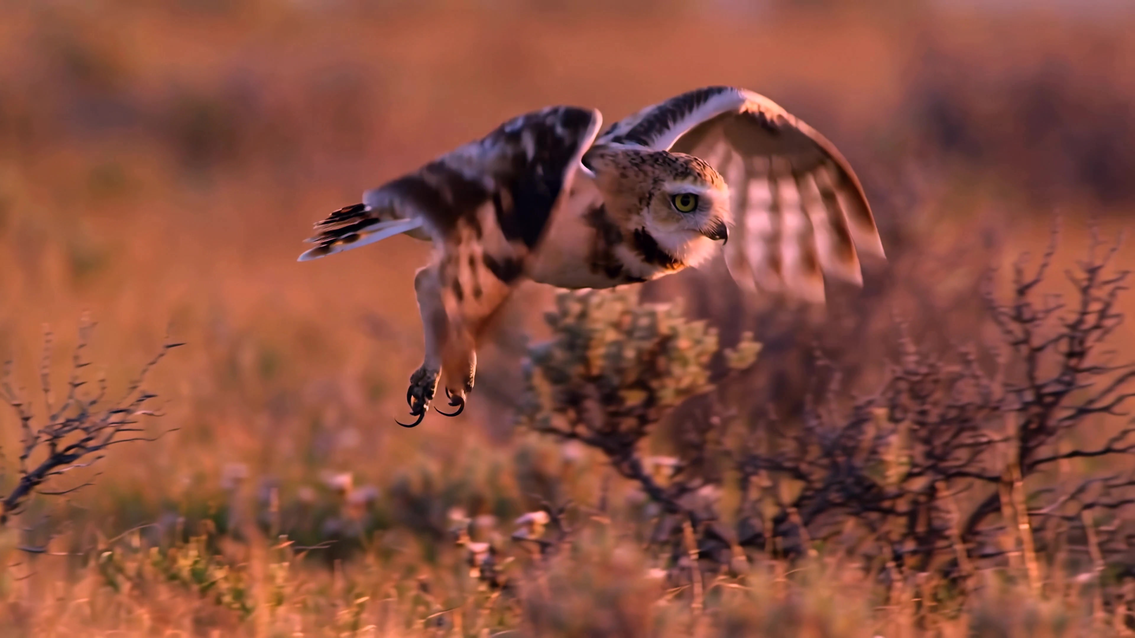 Bird in flight over grassland during sunset in a natural habitat capturing movement and wildlife