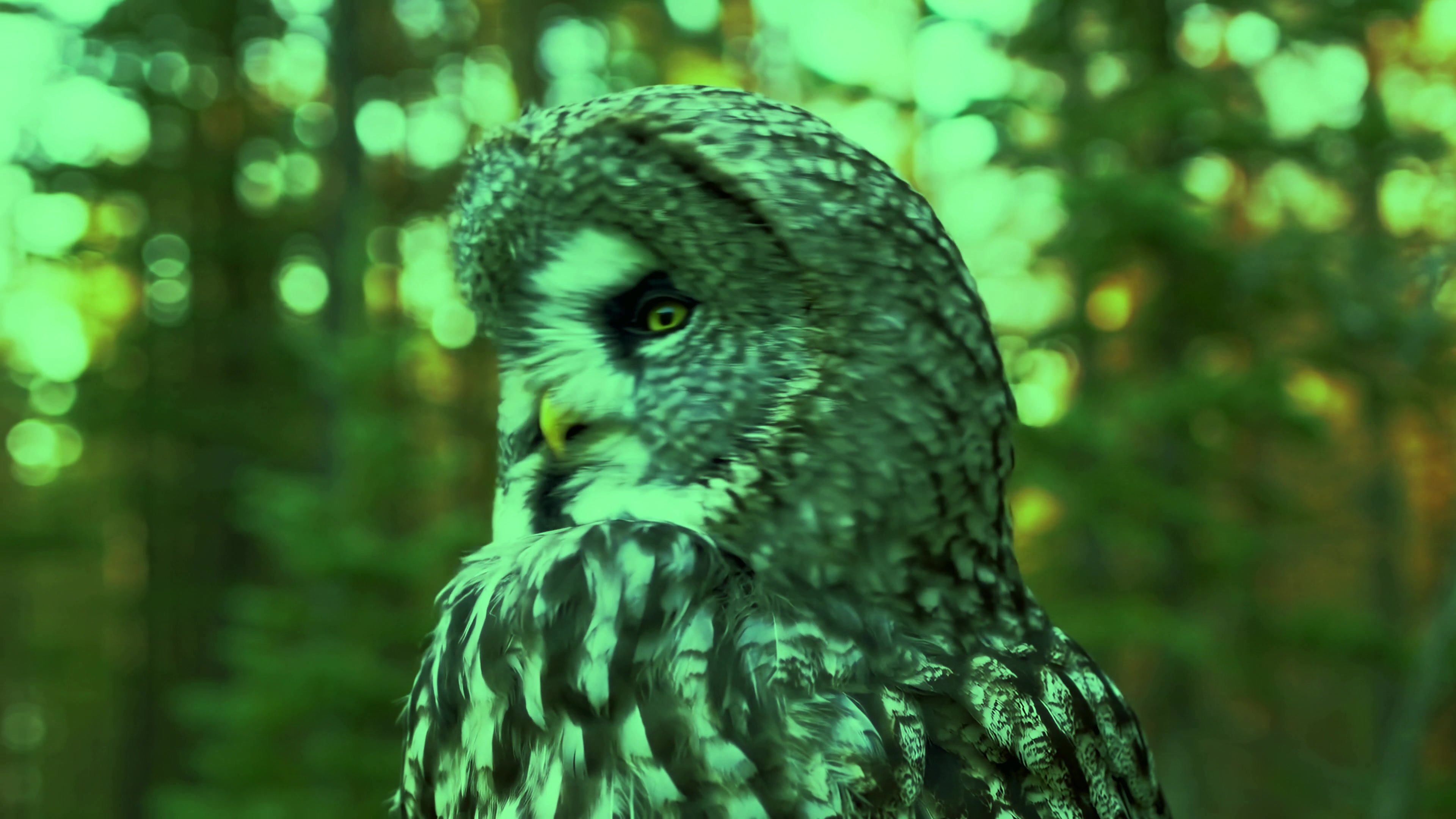 Owl in a forest during sunset displaying its features and colors with trees in the background