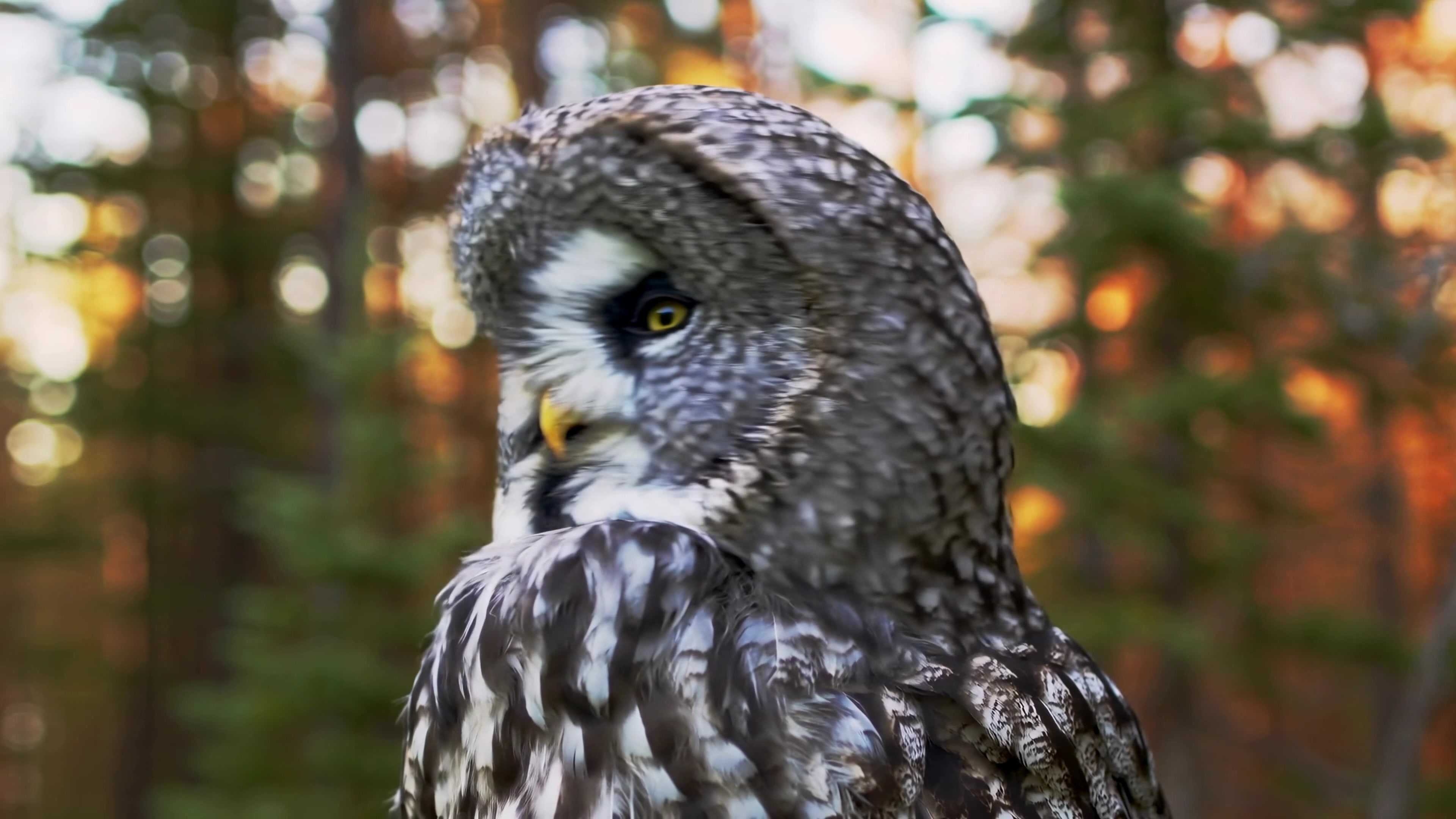 Great gray owl sits in forest during sunset showing sharp eyes and detailed feathers