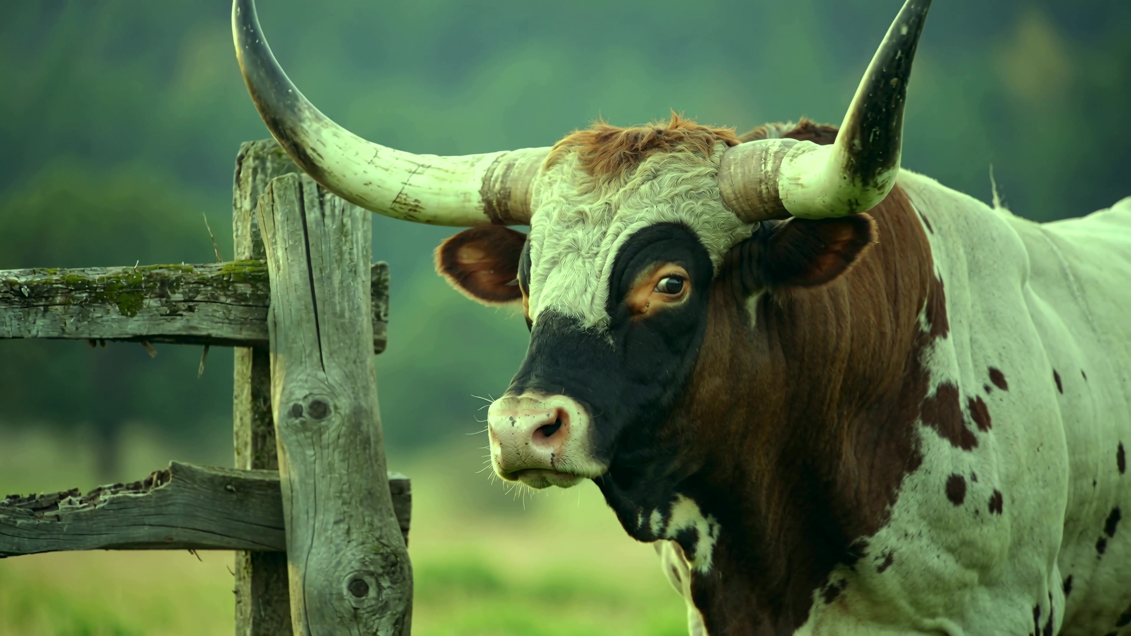 Close view of a cow by a wooden fence in a field during daylight near a forest