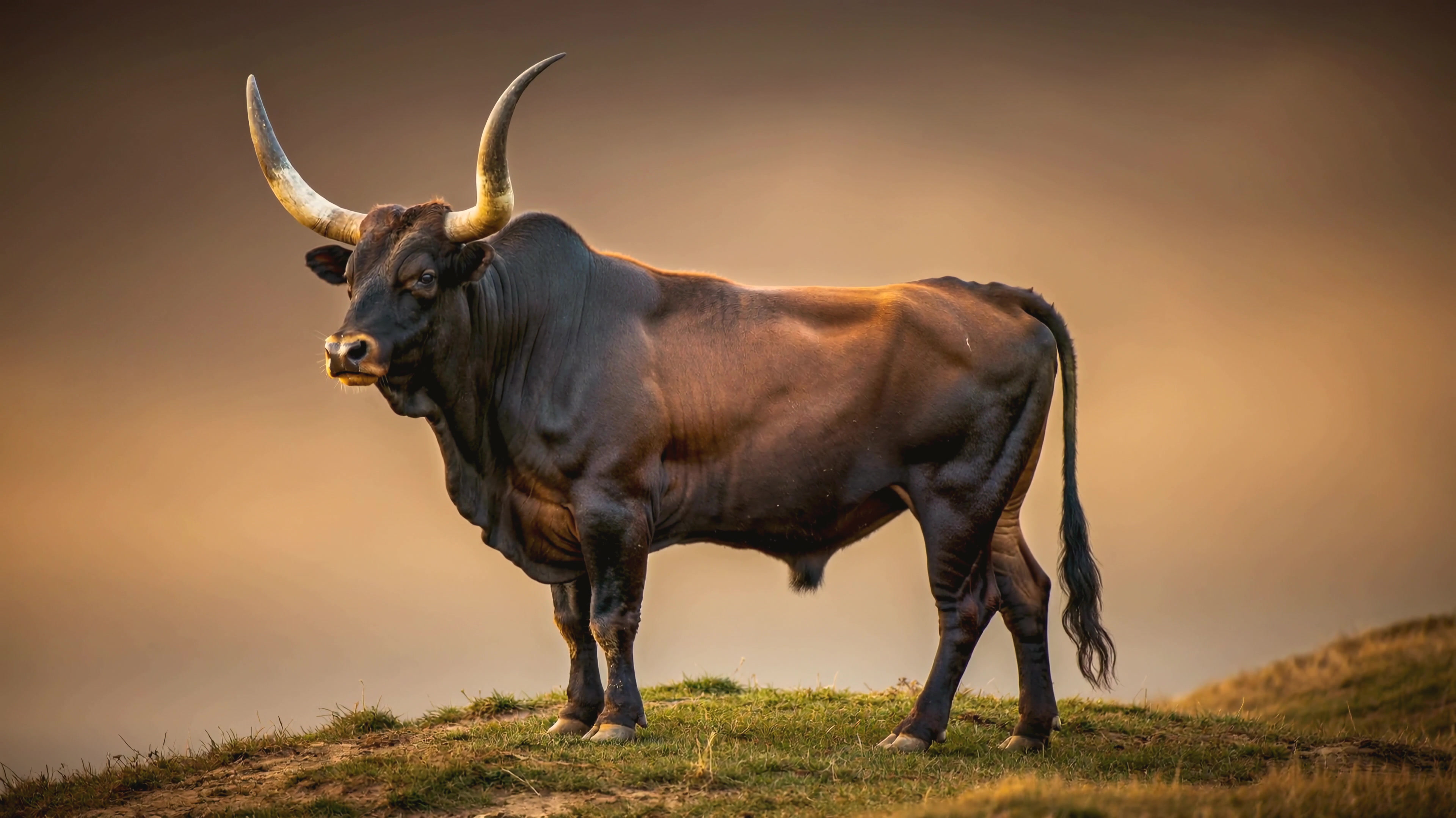 Bull stands on hill during sunset with orange and brown sky in the background