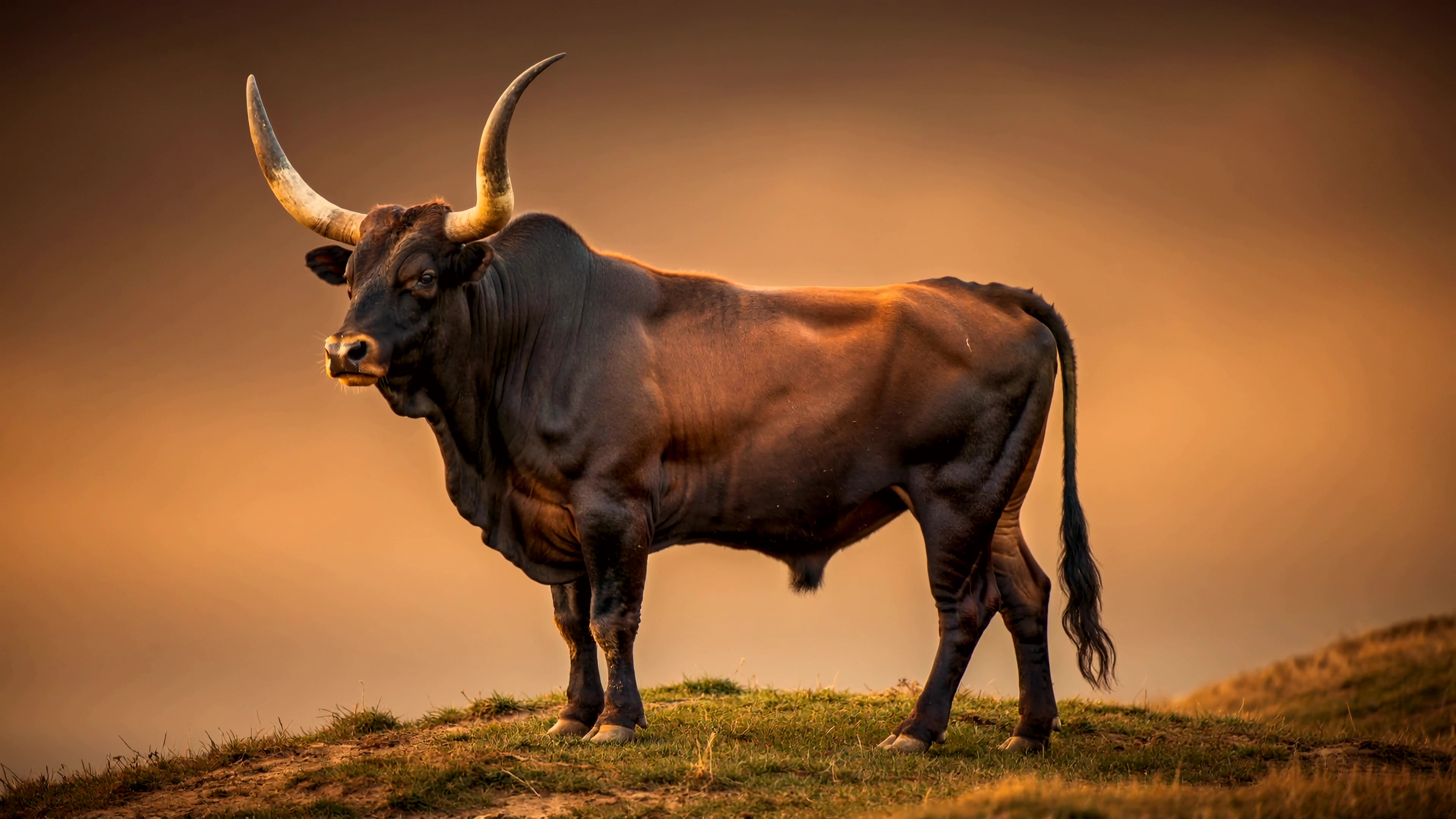 Bull standing on hill during sunset with warm colors in the sky in a rural location