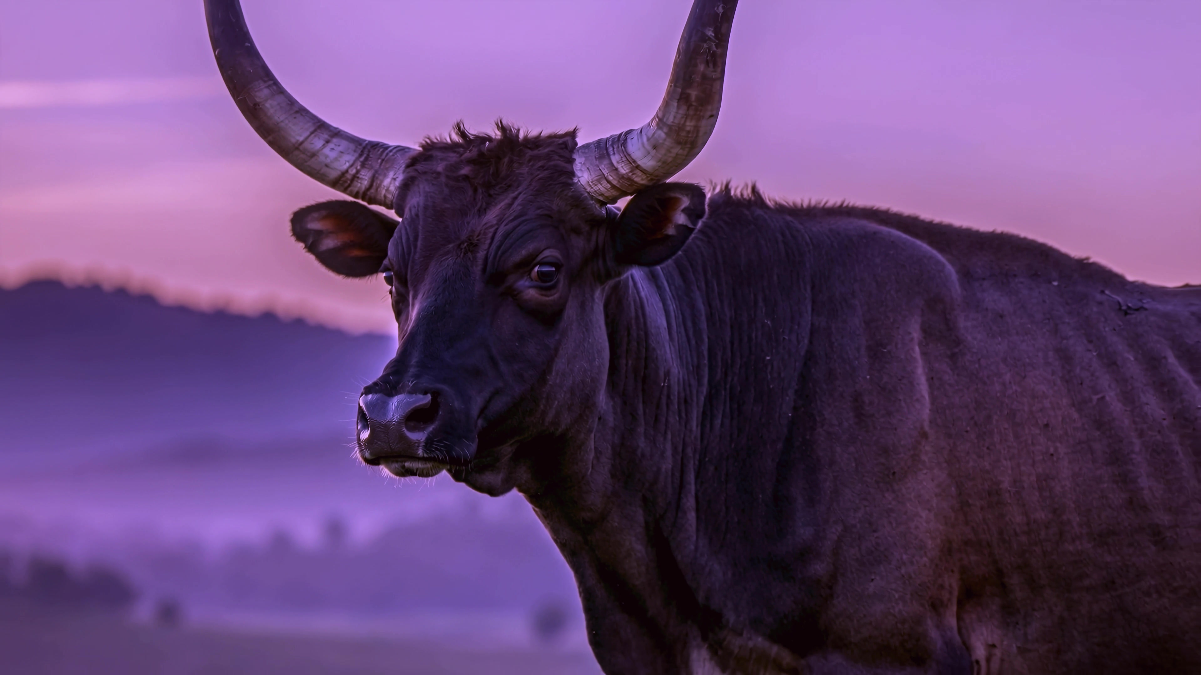 Close view of a black bull during early morning with a purple sky in the background