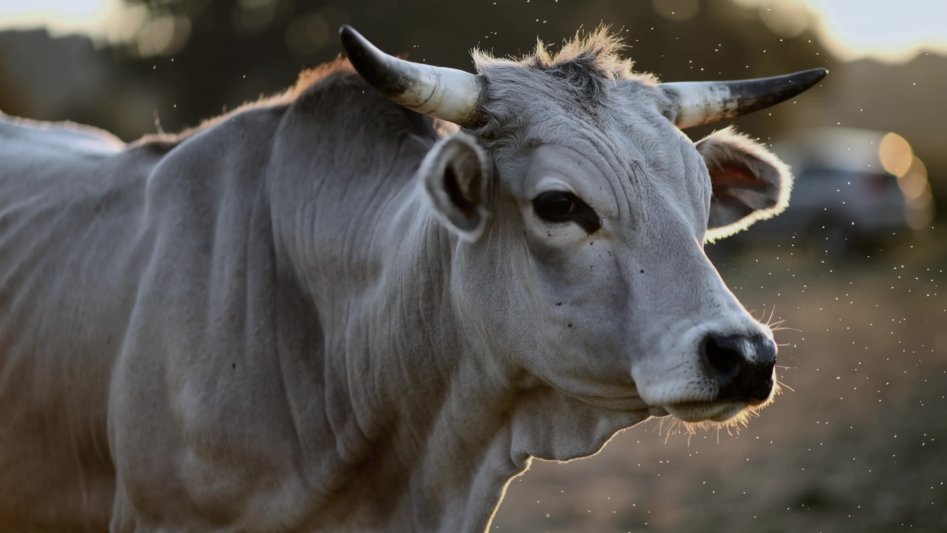 Cow stands in field during sunset with soft light in background showing a rural scene