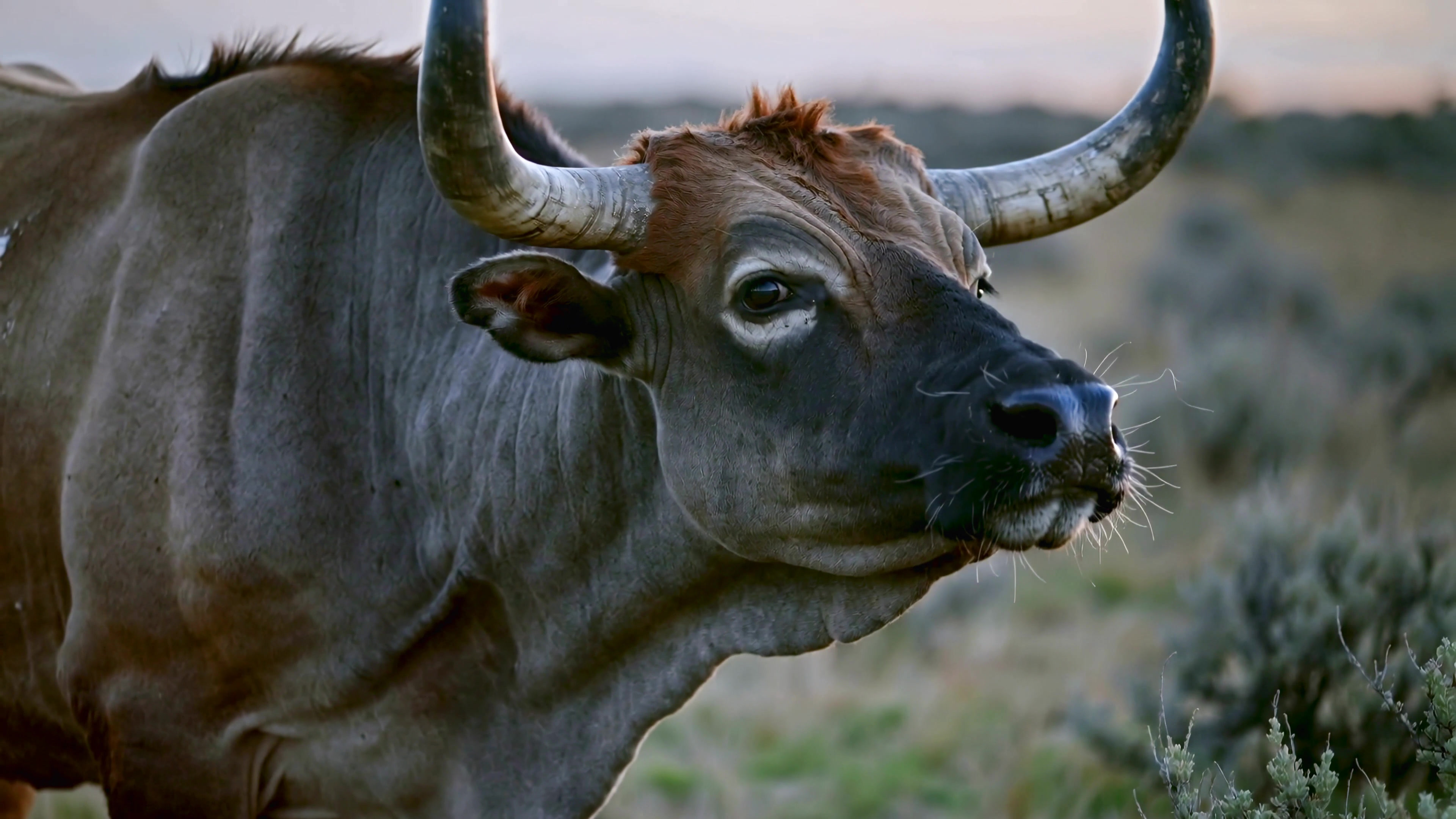 A close view of a cow in a pasture at sunset in an open field with shrubs and grass around