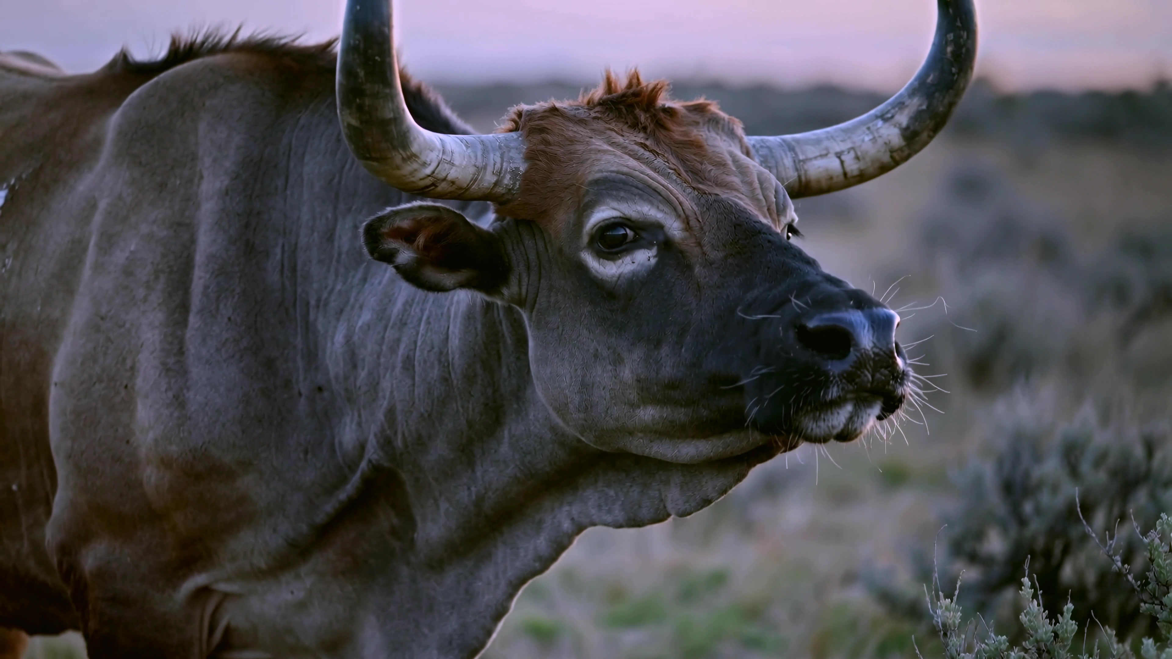 Audience watches a video of a cow in a field during the late hours of the day in a rural setting