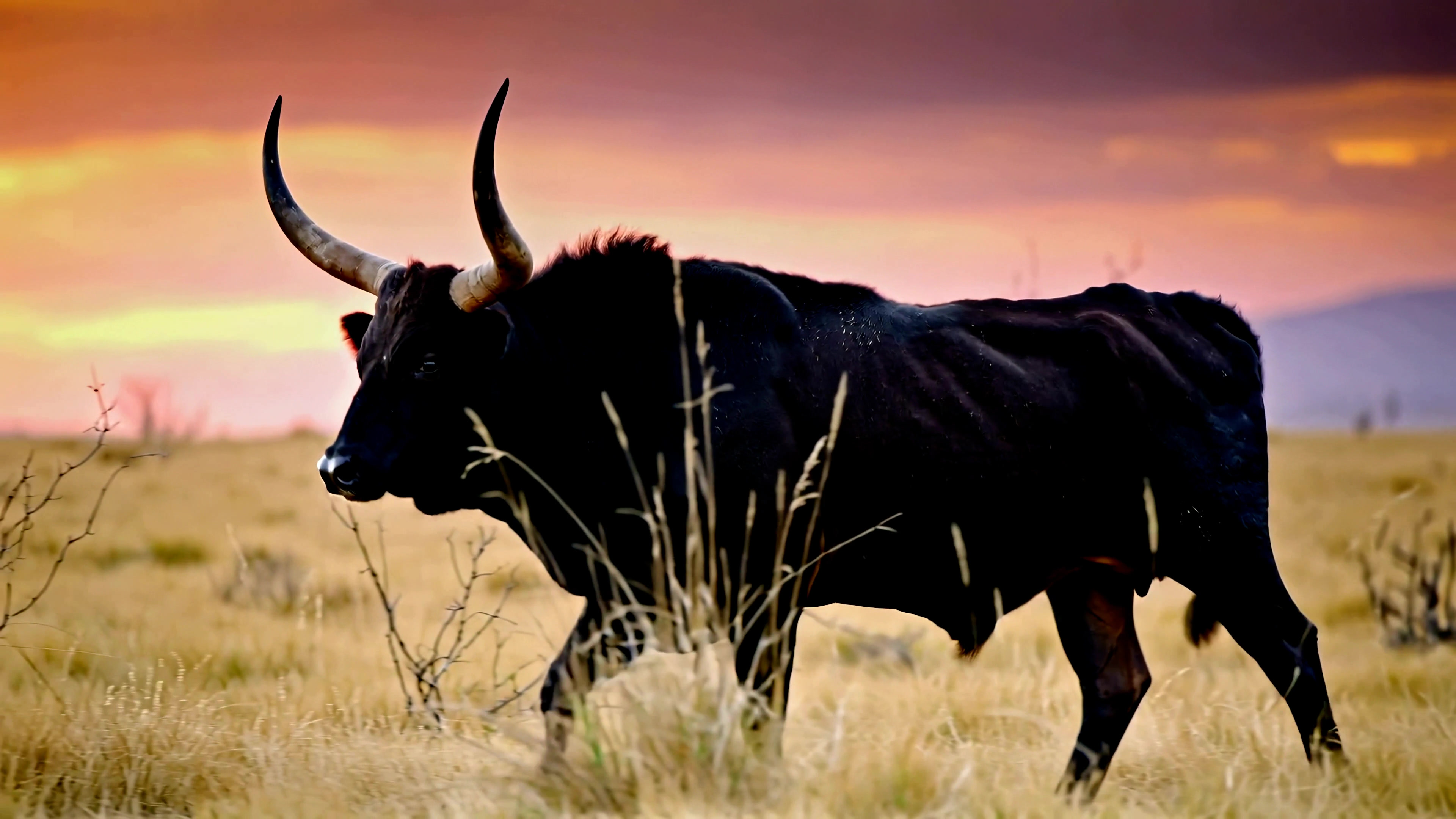 Bulls walk through grassland at sunset with dark clouds and colorful sky in the background