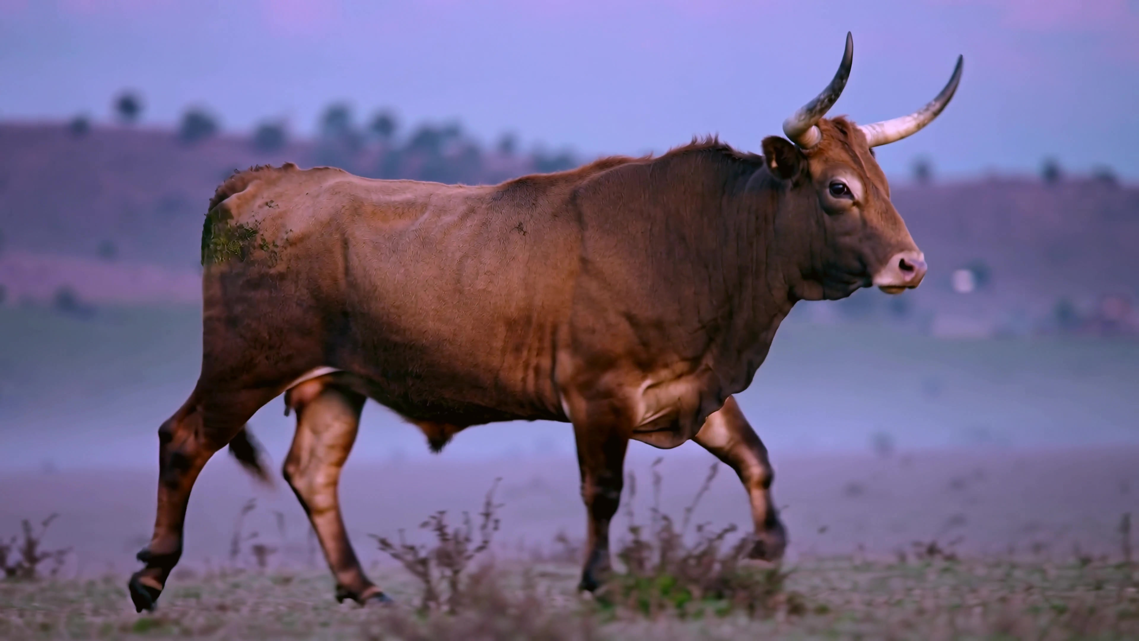 Cow walks across an open field at dawn on a farm in a rural area outside the city