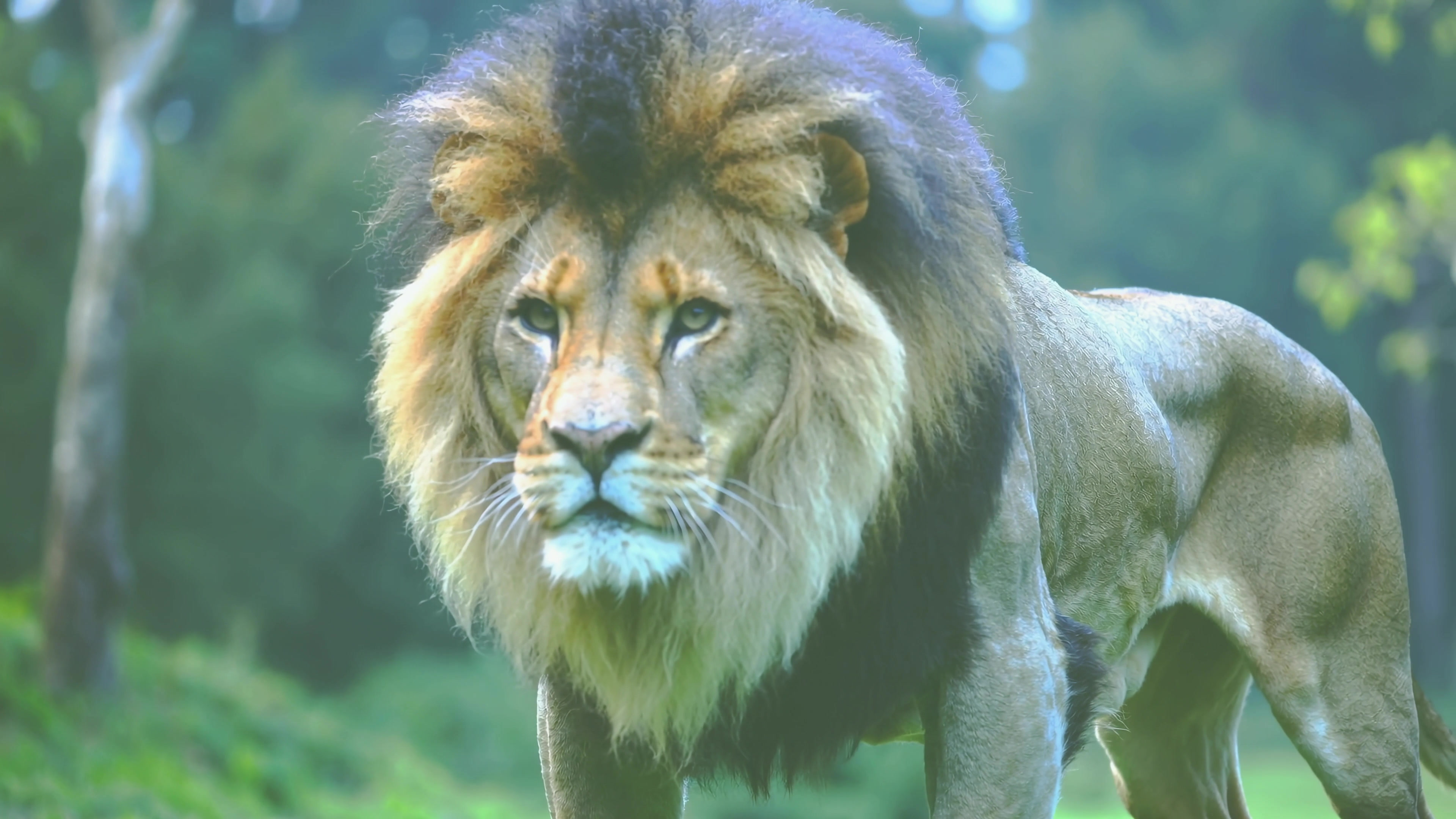 Lion walking in a natural setting during daylight in a wildlife park