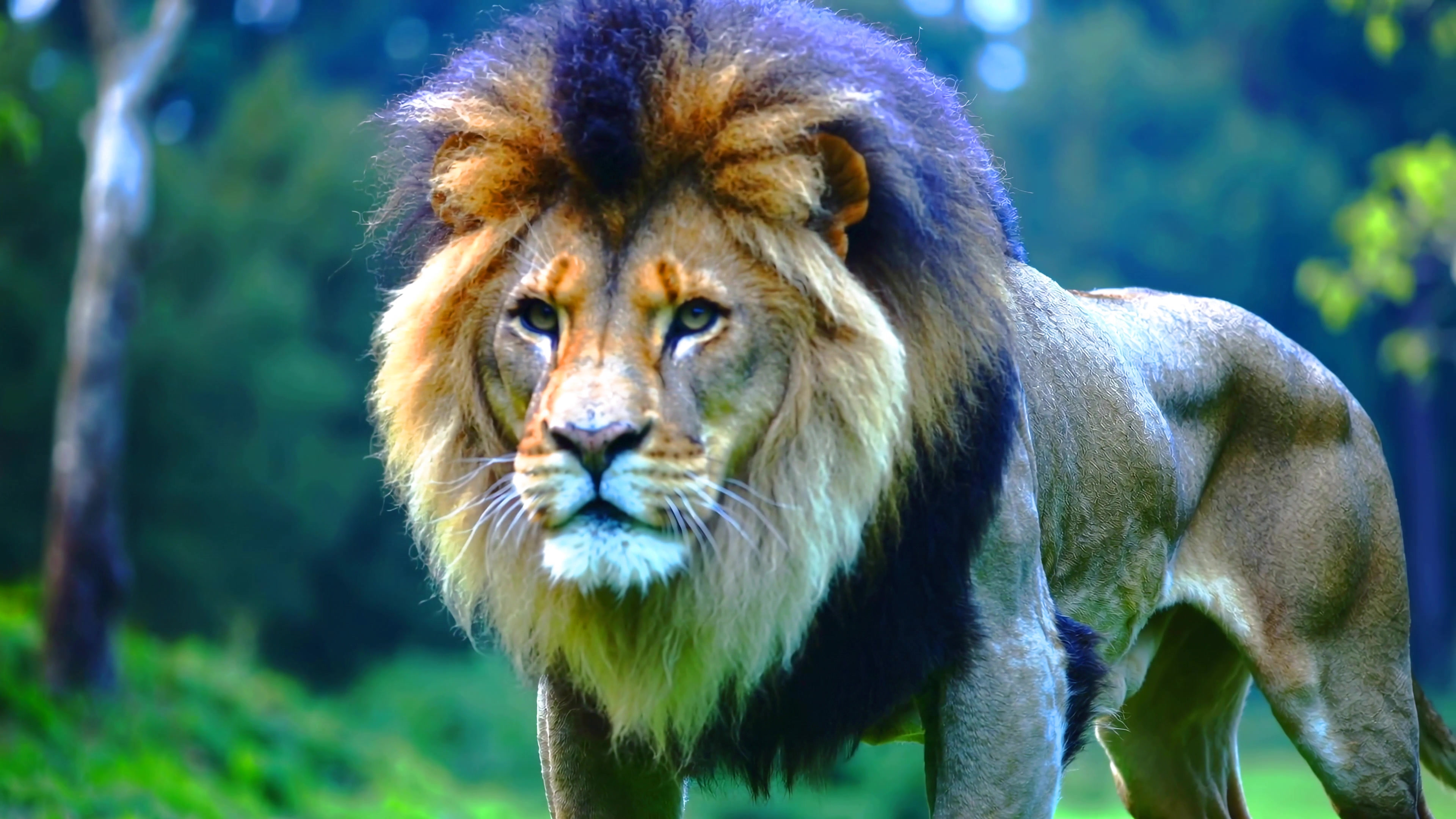 Lion walking through green grassland in a wildlife reserve during daylight hours in the jungle
