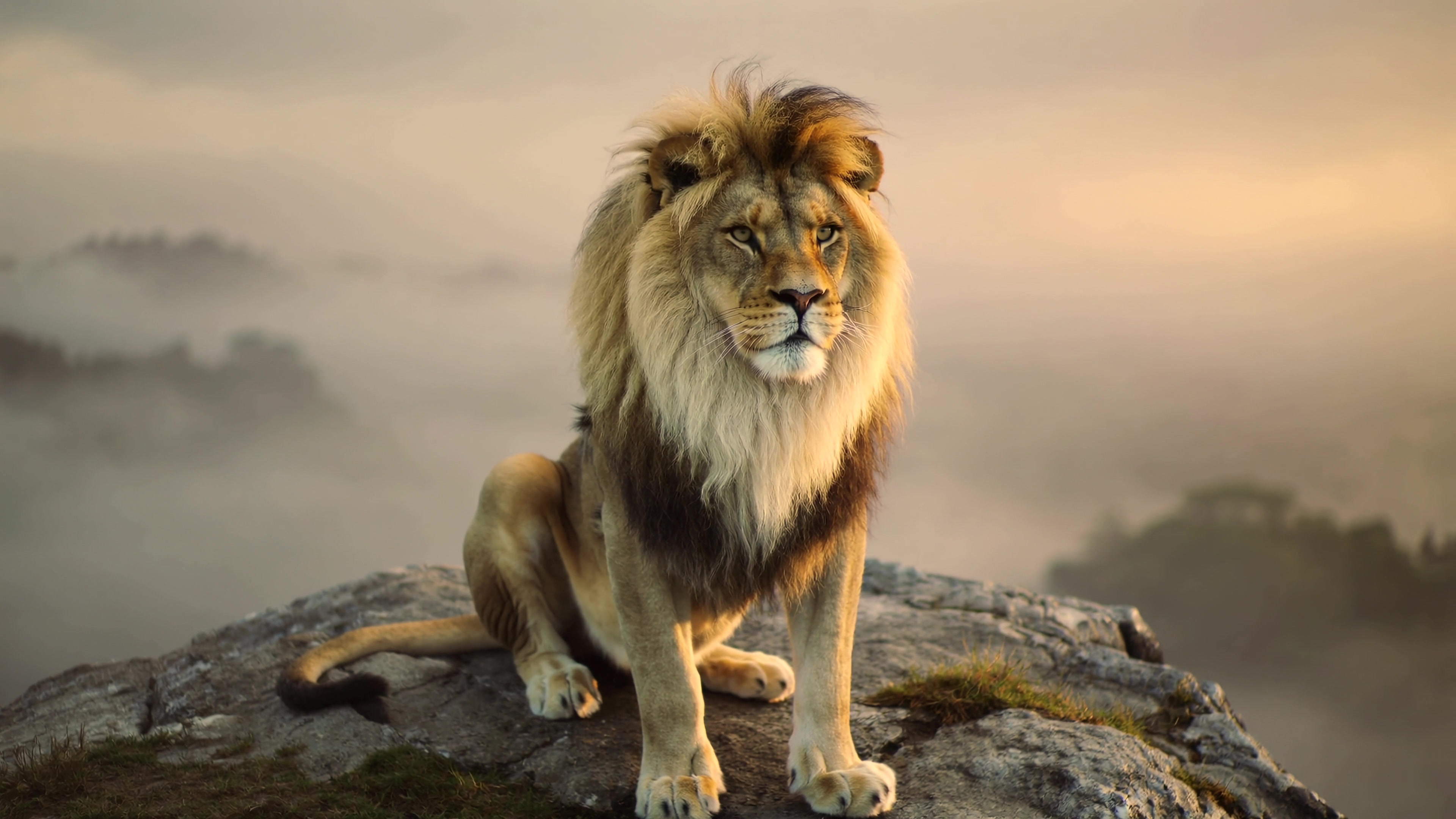 Lion sits on rock in misty landscape at sunrise during early morning hours