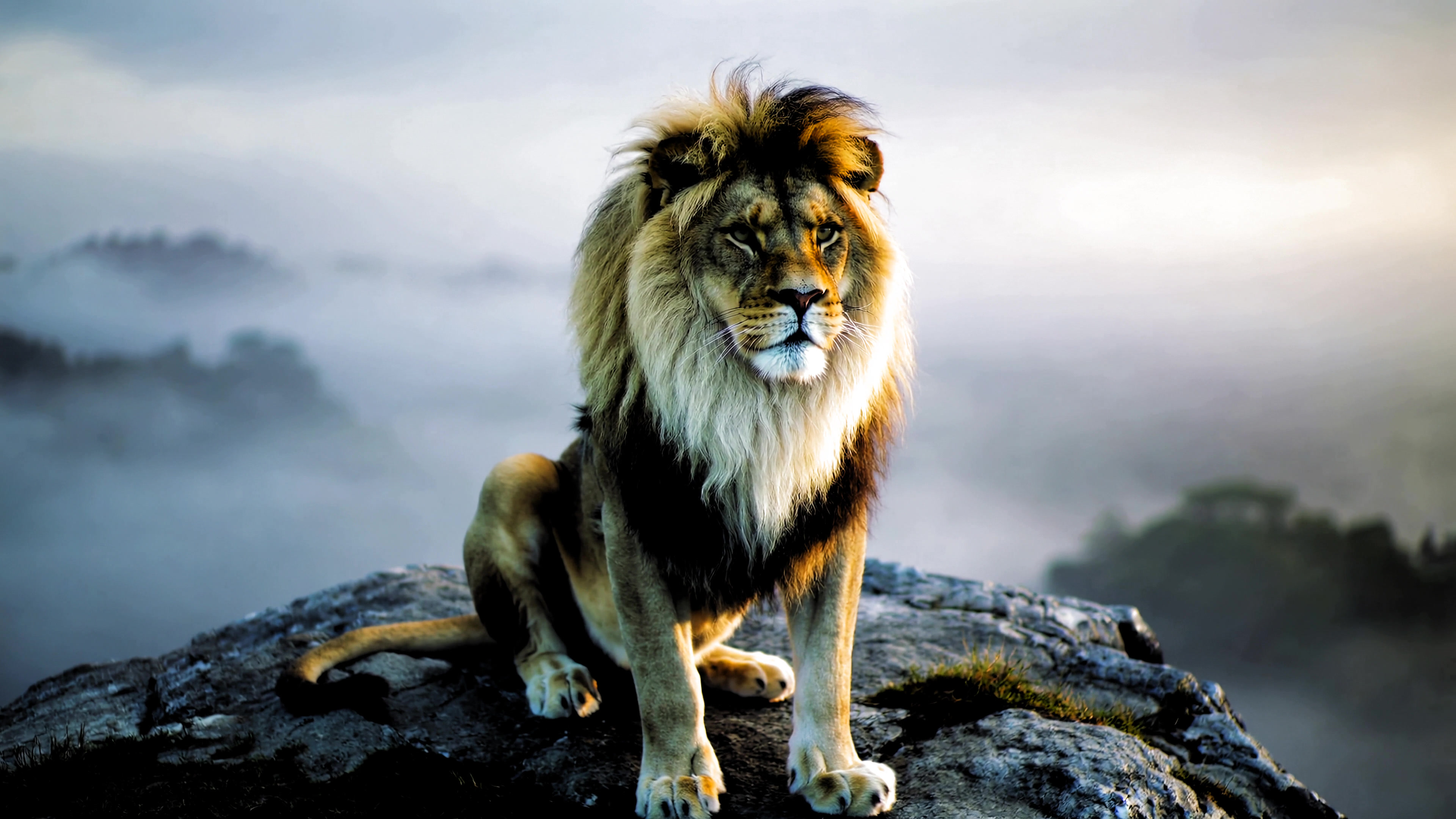Large lion sitting on a rock during early morning in a misty landscape in this video