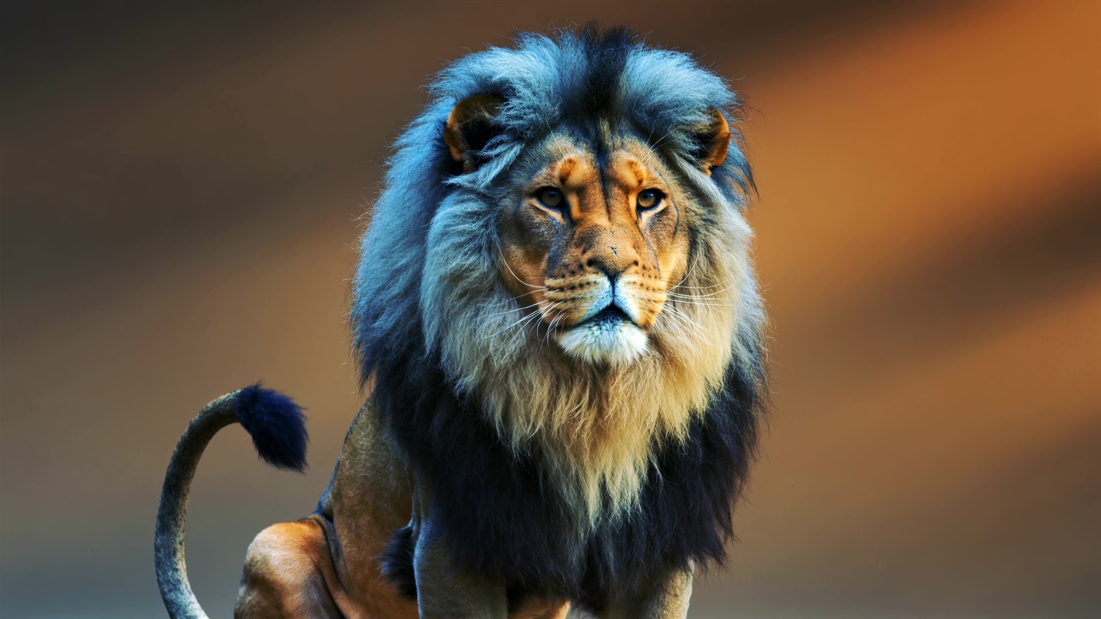 Majestic lion sits calmly in its habitat as the sun sets in the background