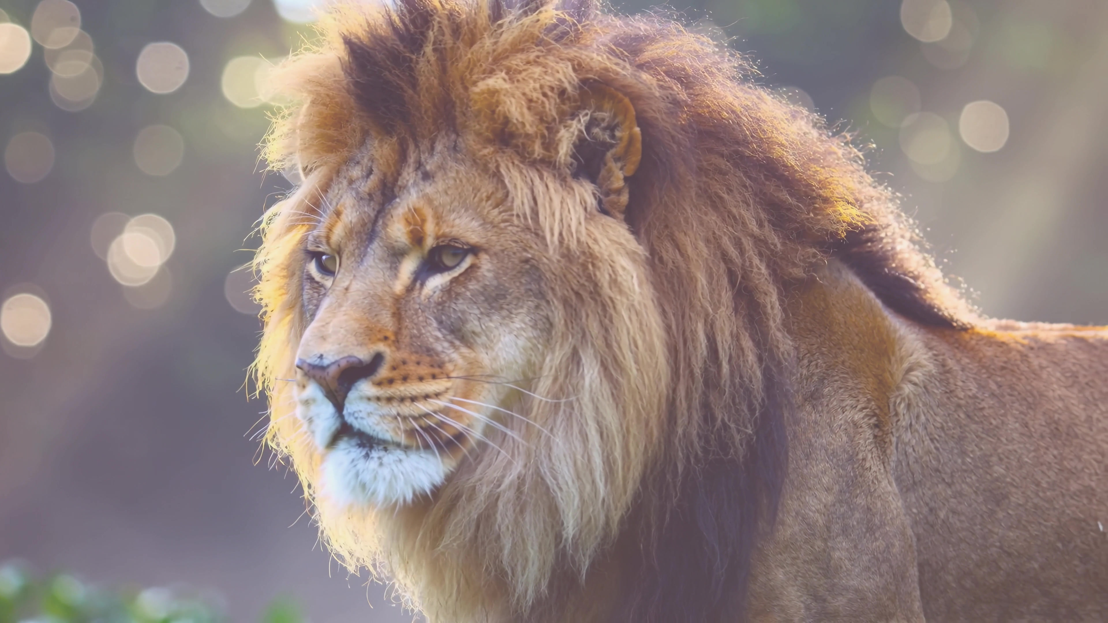 Majestic lion walking in the wild during daylight hours with sunlight shining through trees