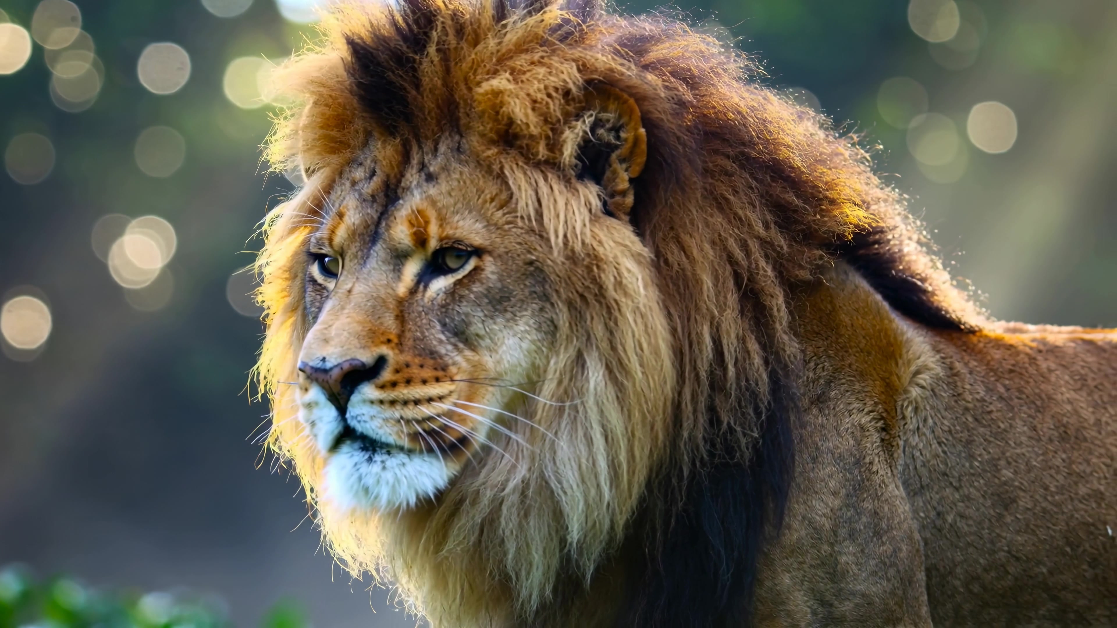 Lion walks through its habitat in a wildlife area during the day, showing its mane and keen expression as it searches for food