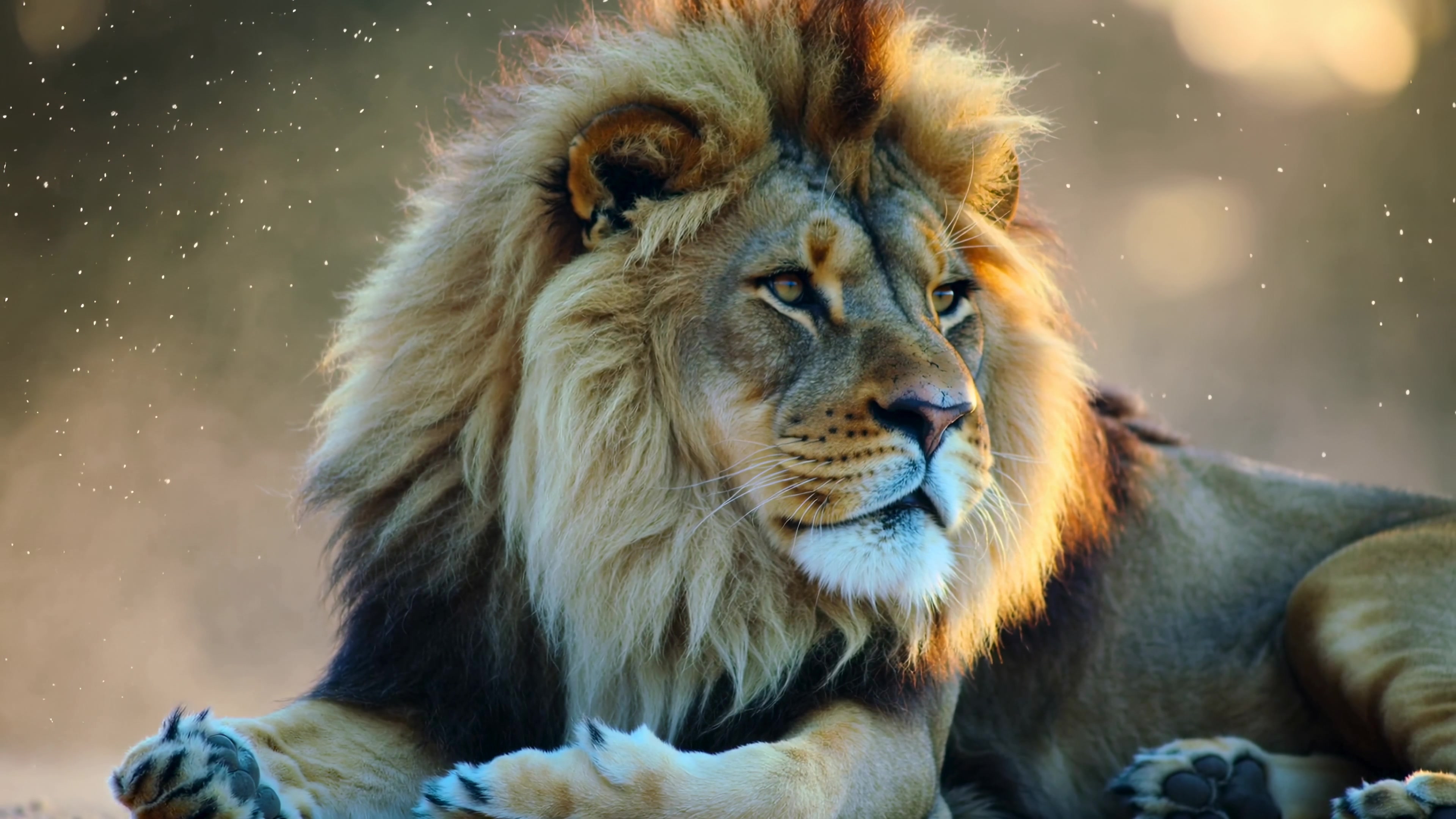 Majestic lion rests in golden light during early morning in an open savanna landscape