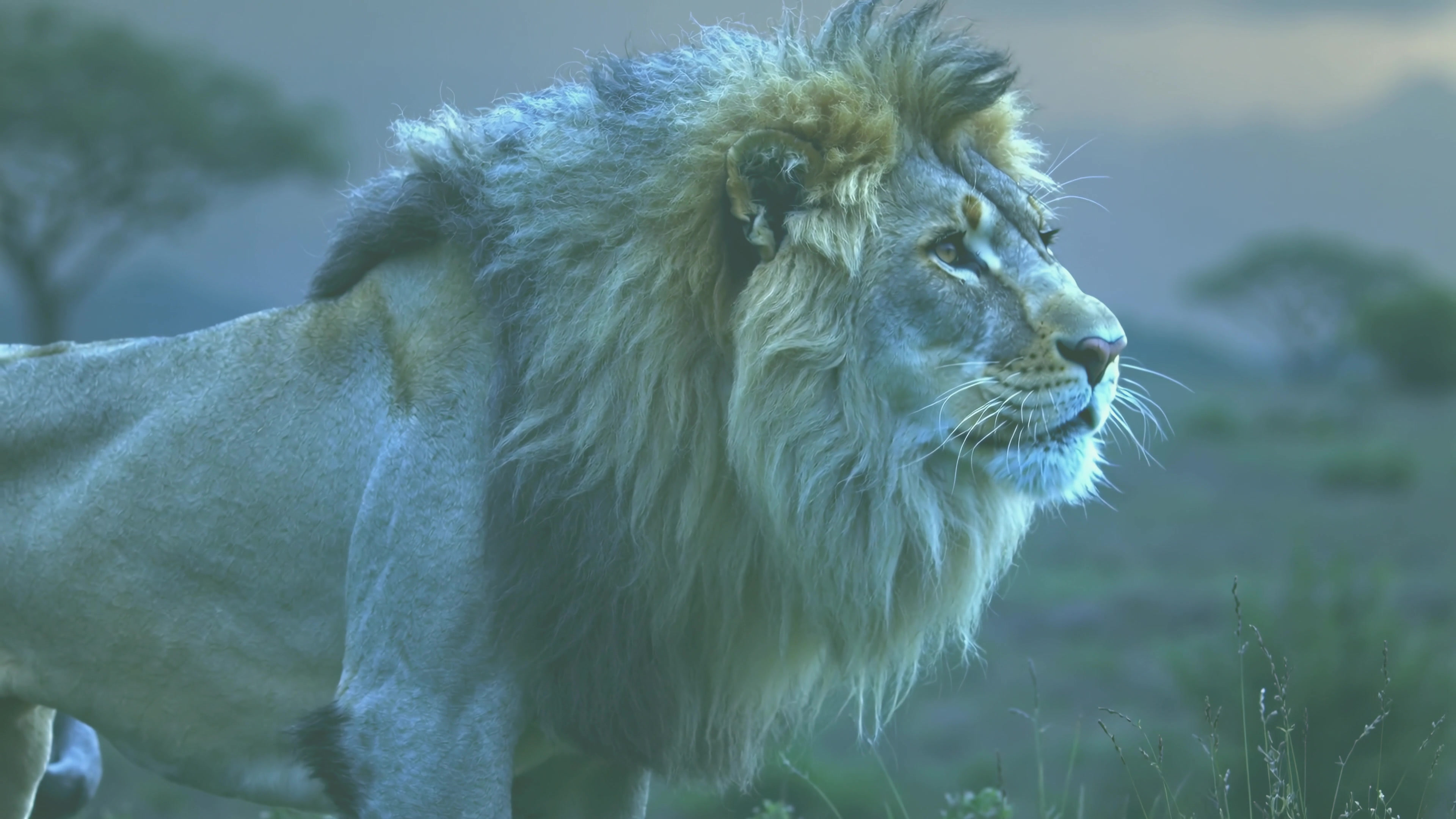 Lion walks in grassland near savanna during dusk in Africa while looking towards the horizon