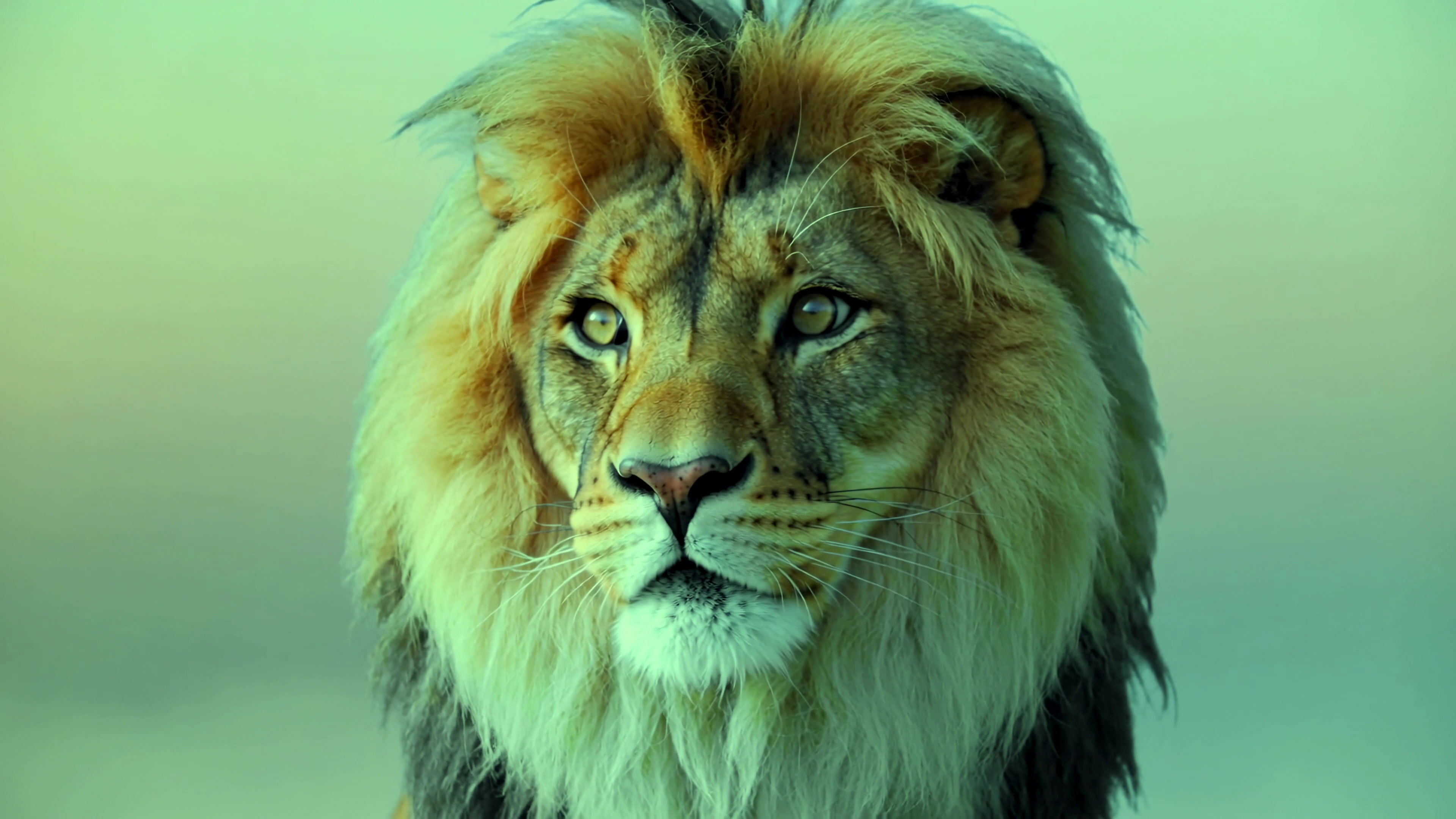 Lion displays power and beauty in a tranquil setting during early morning hours