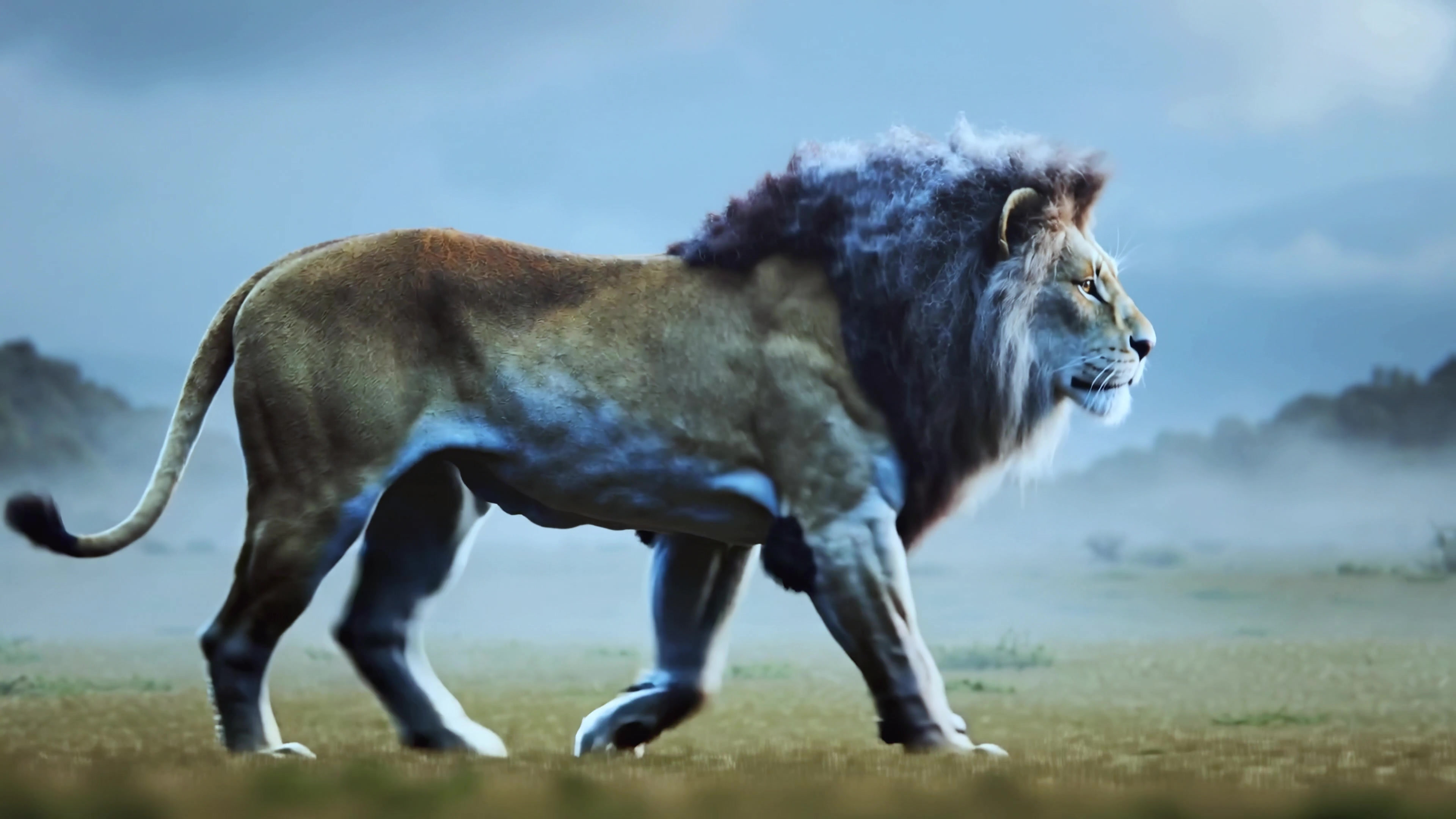 Lion walking across a grassy plain during early morning in a wild setting