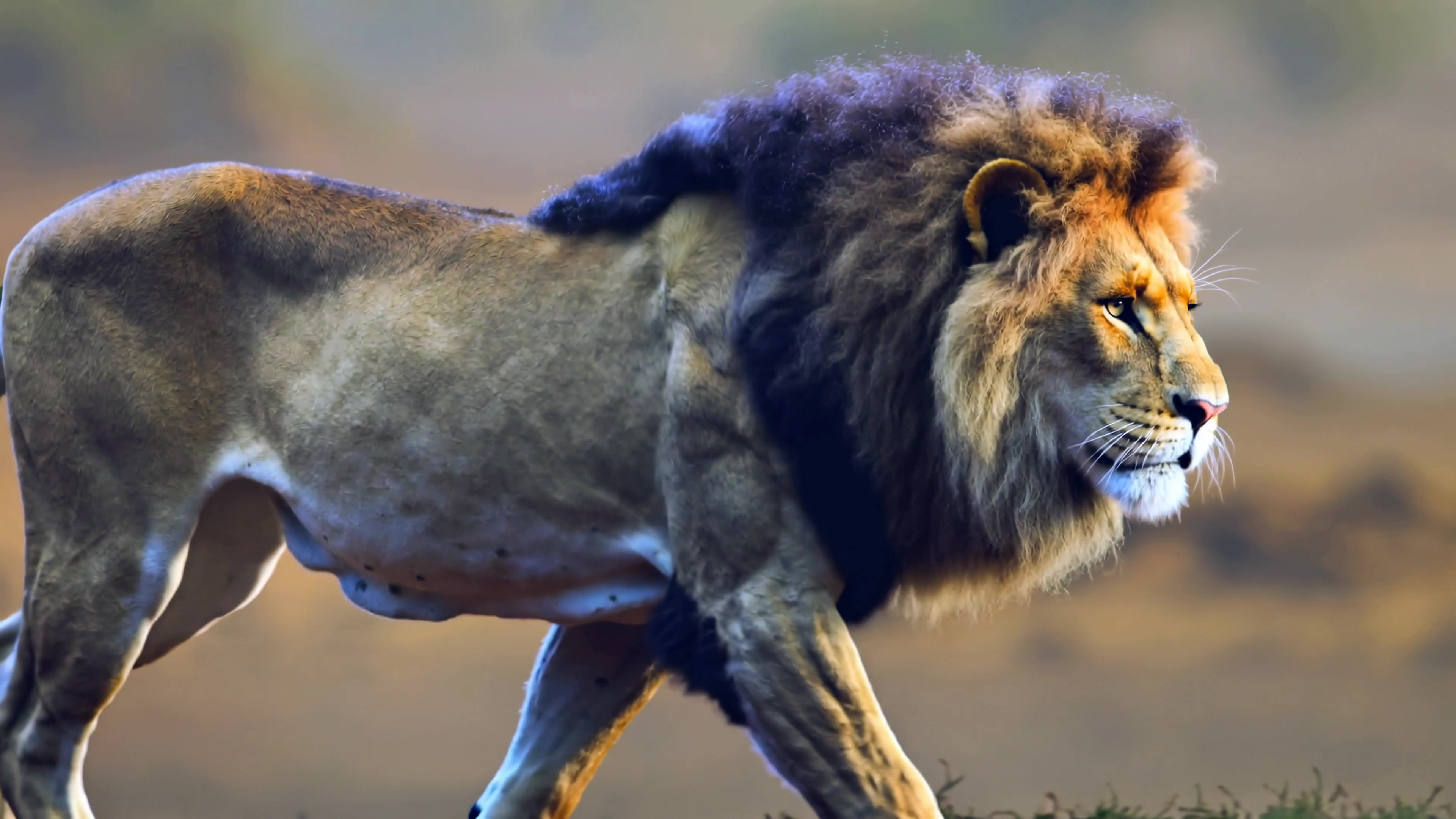 Lion walks through grassland during sunset while wildlife observes in the distance