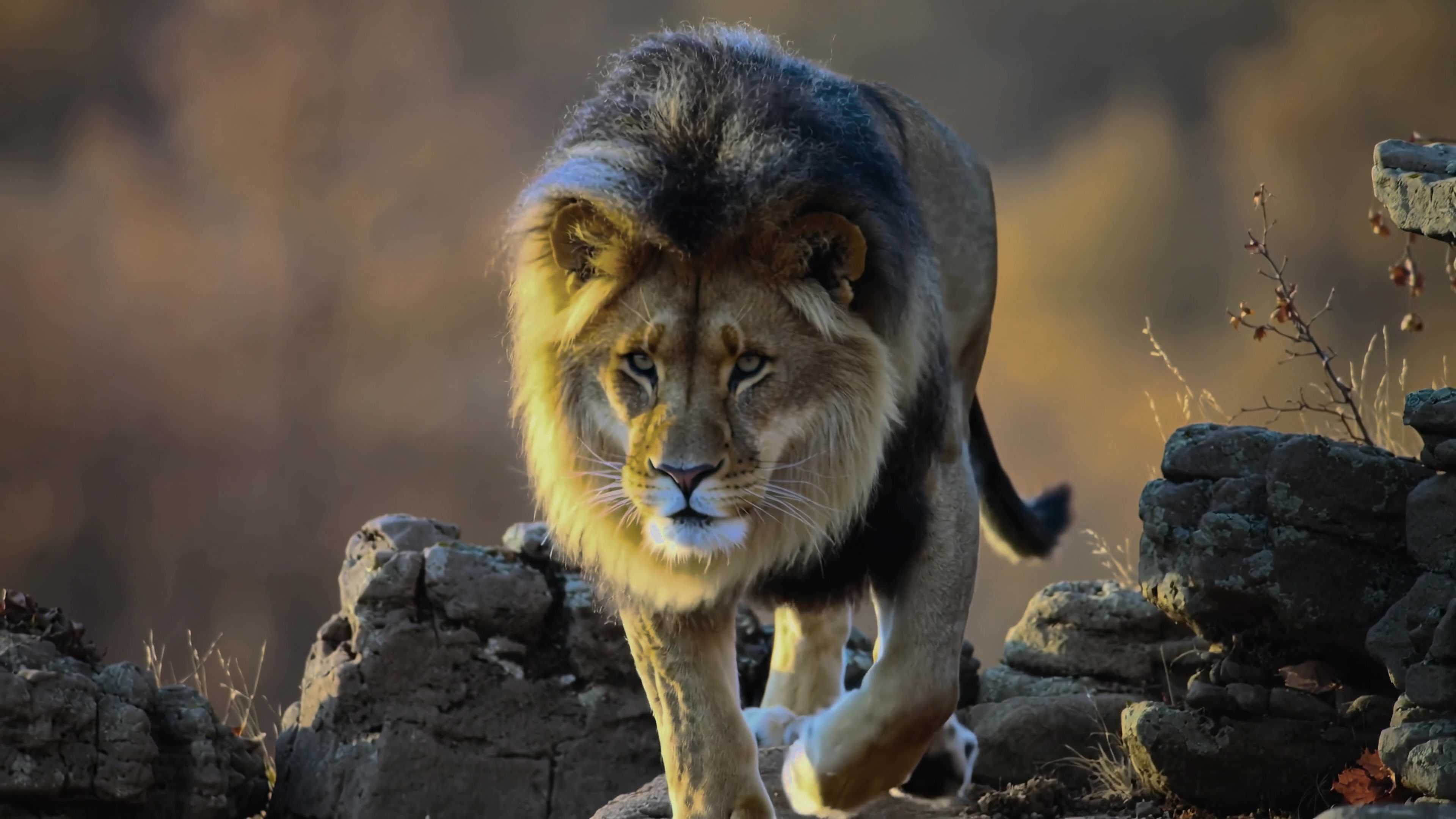 Lion walking over rocky terrain during late afternoon in a natural setting