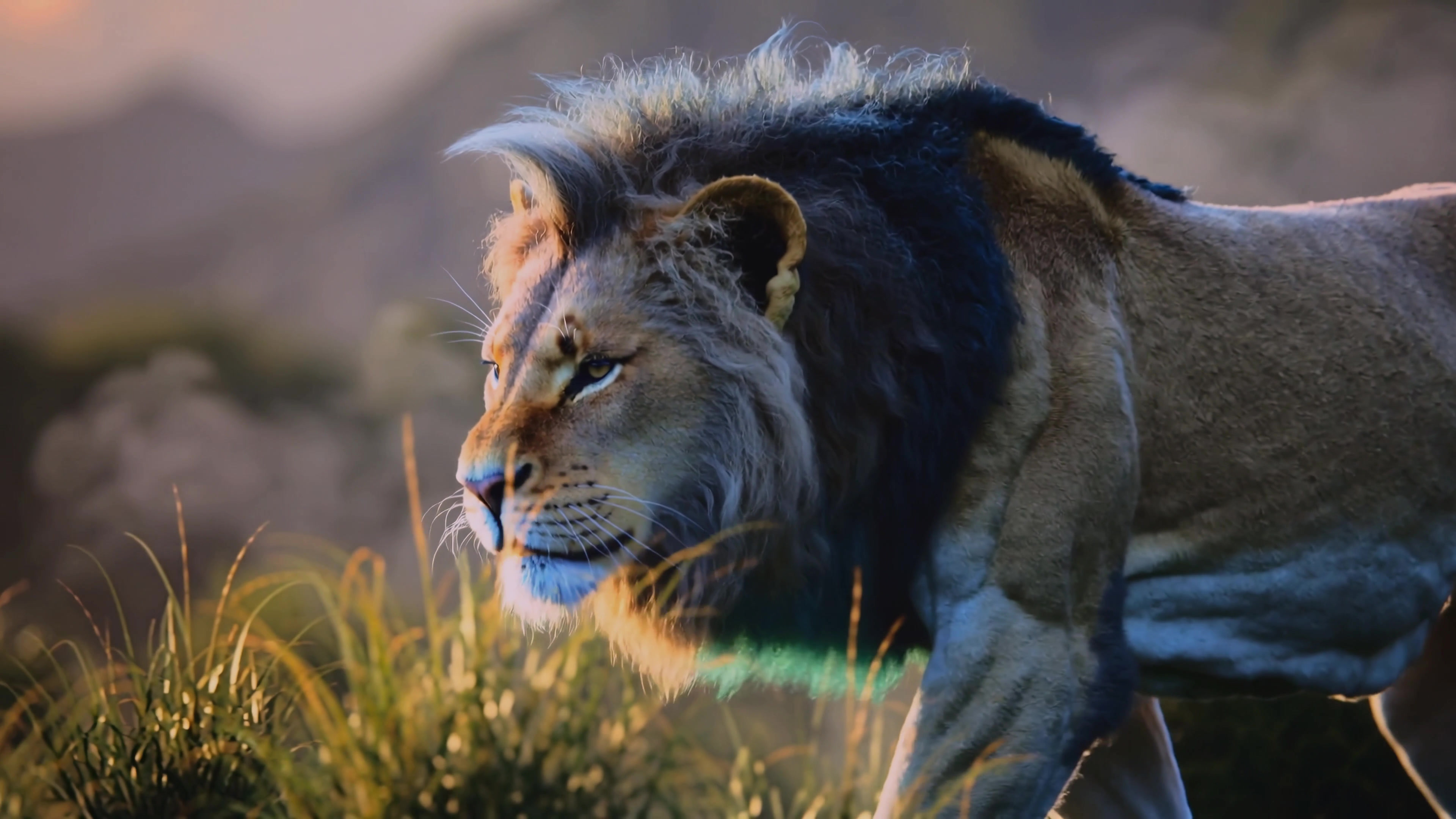 Lion walks through tall grass in the wild during sunset
