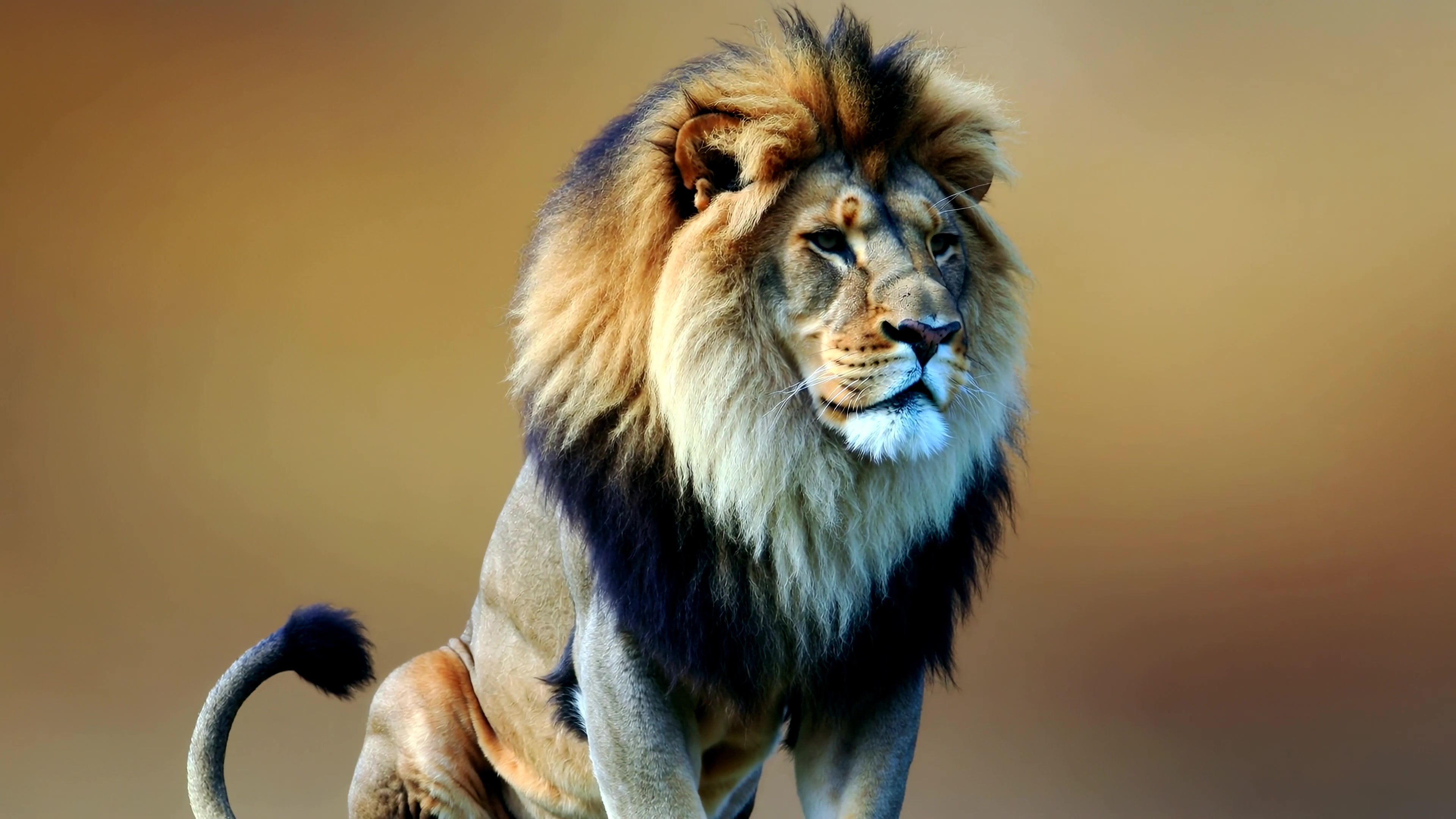 Lion sitting on ground with focus on mane during wildlife observation time in natural habitat