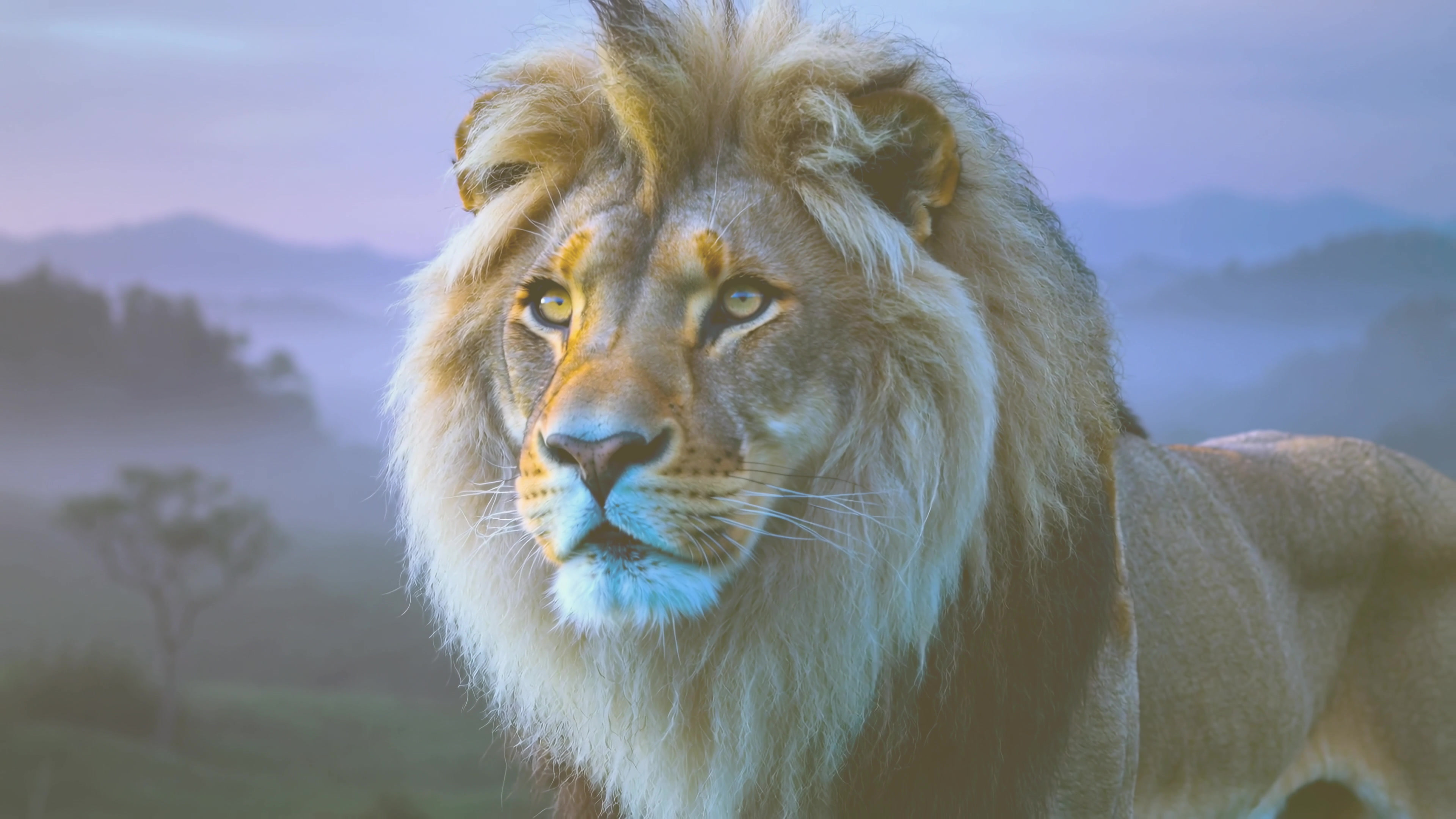 Wild lion in a natural setting during dawn exploring its surroundings with calm energy in the grasslands of Africa