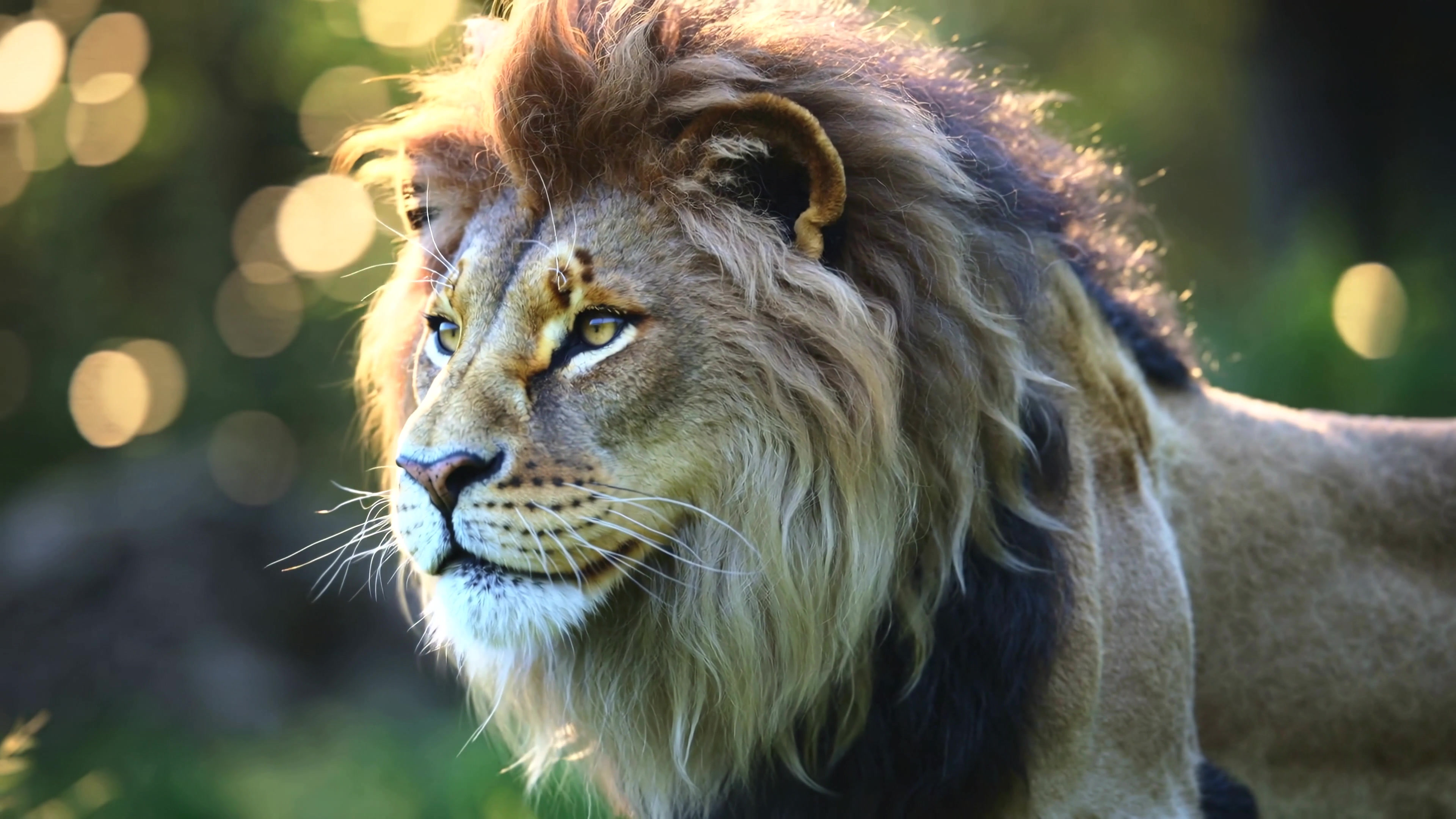 Lion walking in the wild with soft sunlight shining on its mane