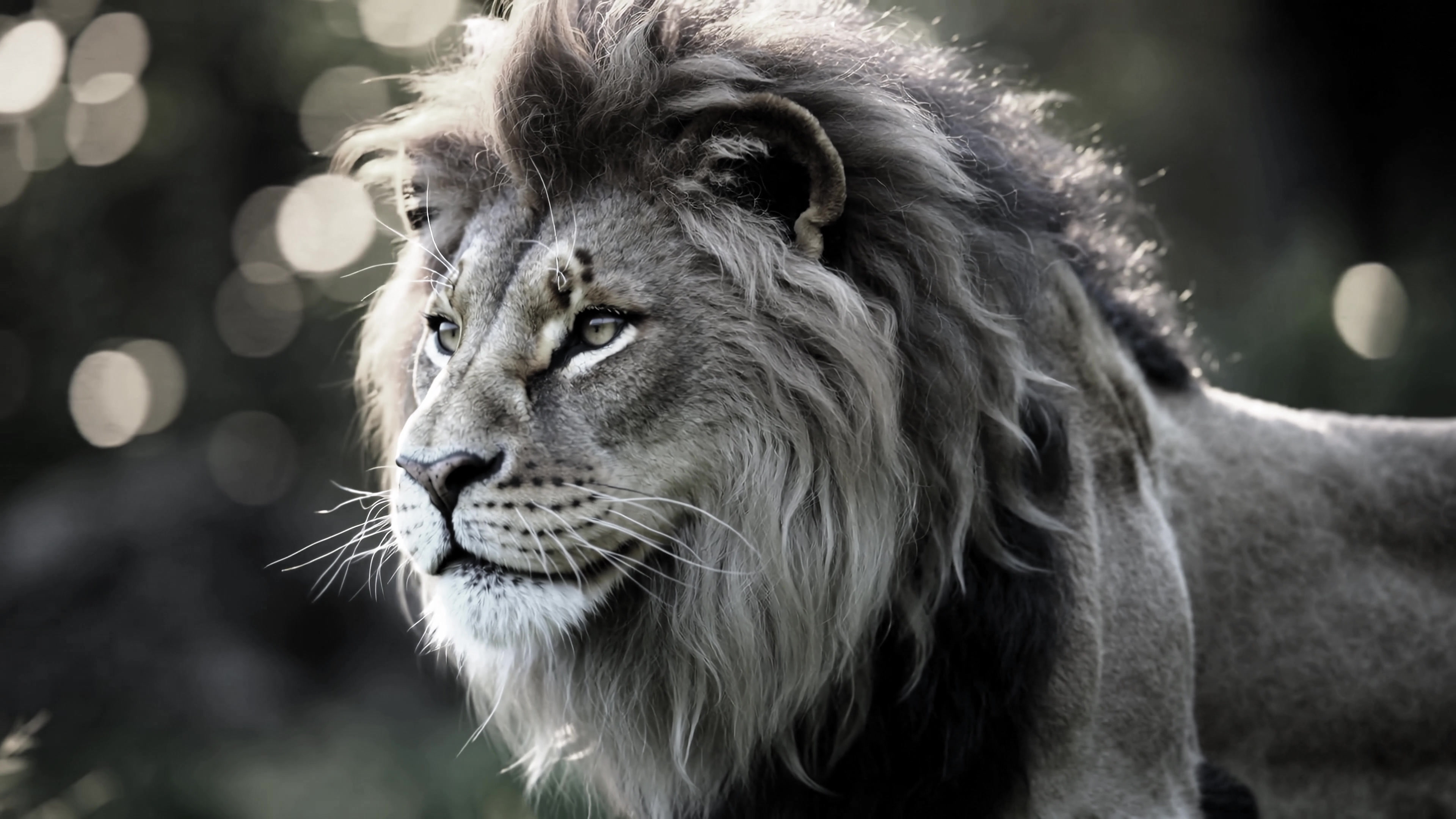 Lion walking in natural habitat showing strong features in soft light during daytime