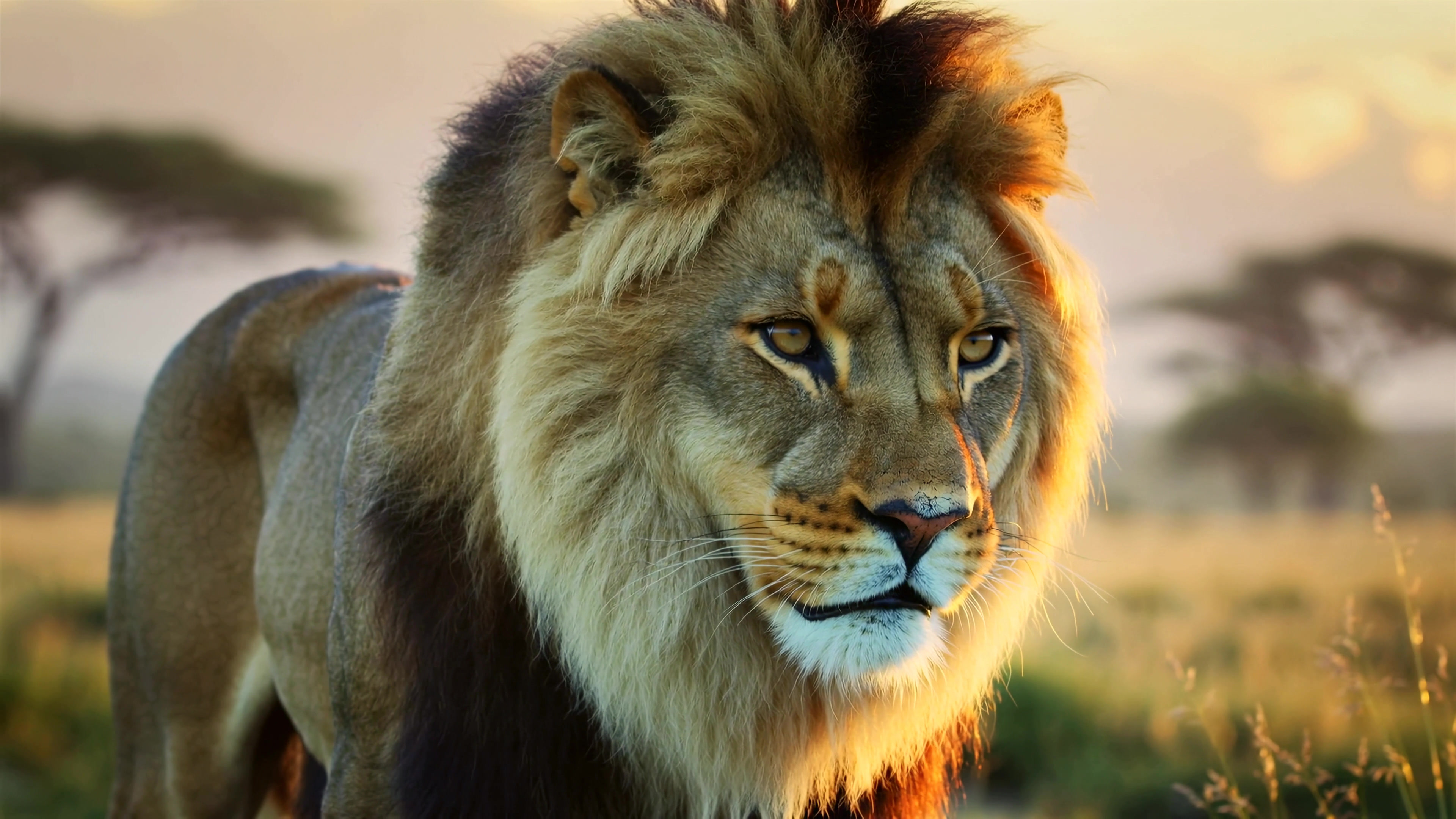 Majestic lion walks through savannah at sunset in national park with tall grass and distant trees