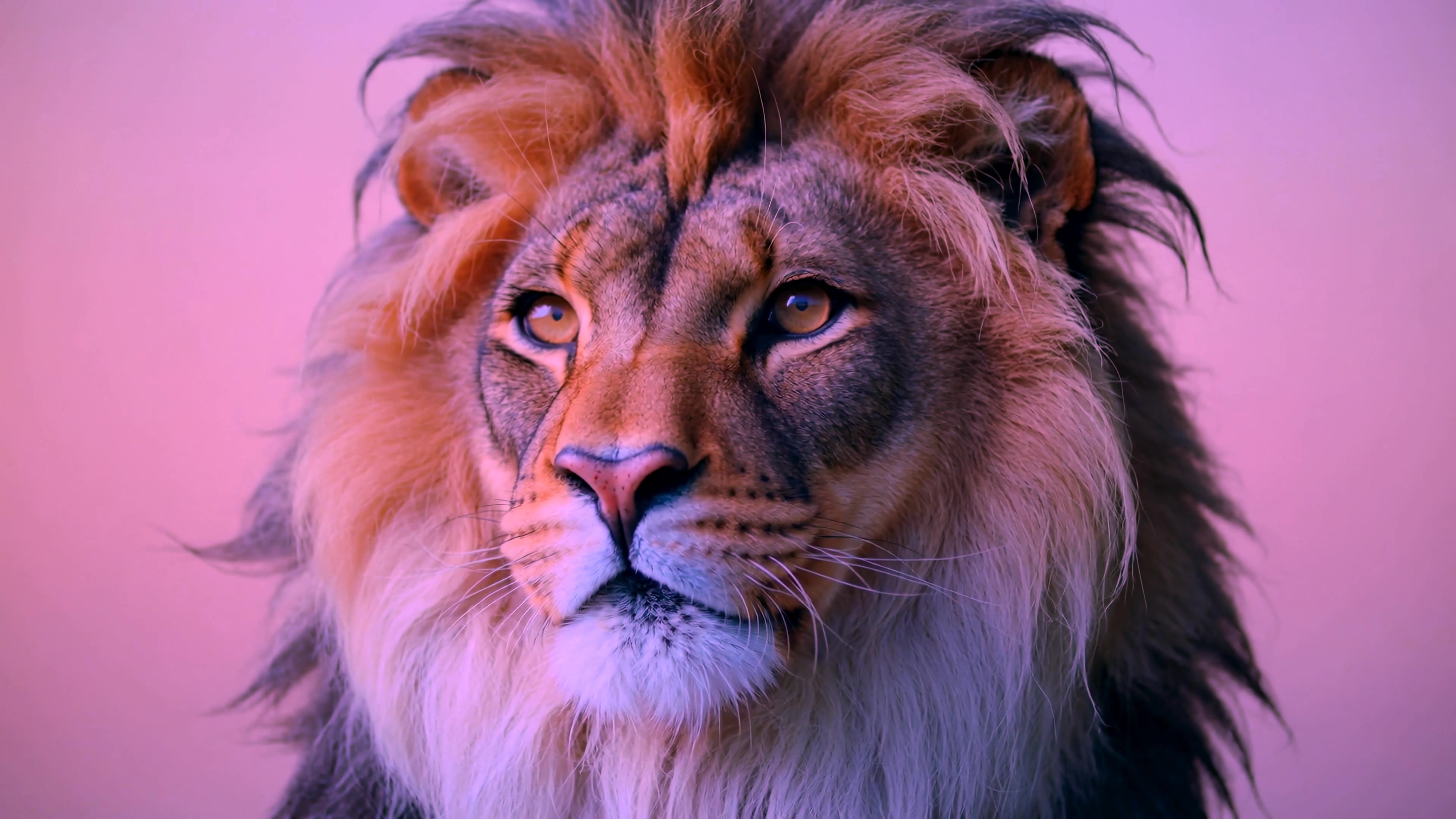 Lion standing in front of a colorful background during a video shoot at a studio
