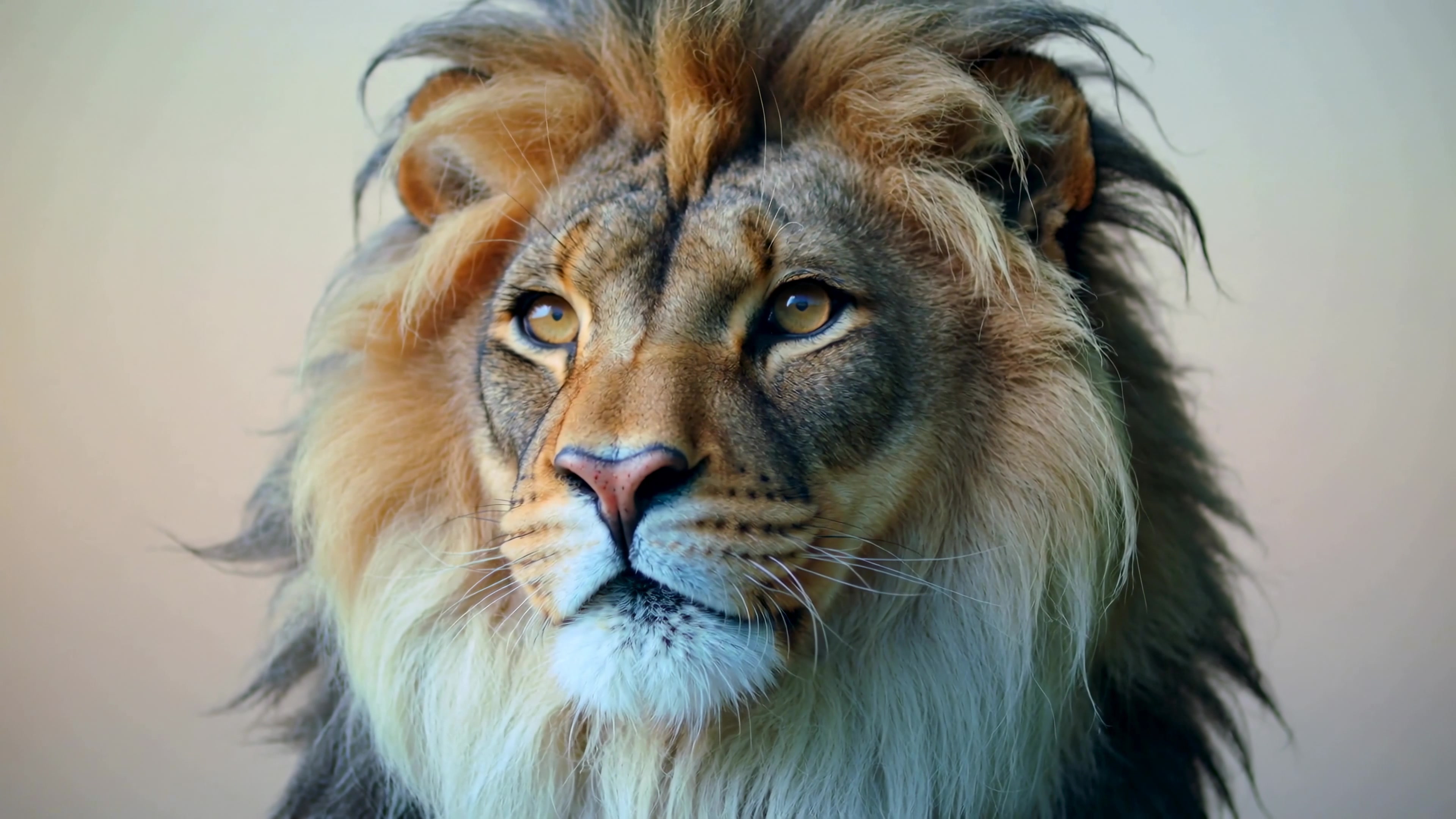 Lion shows its strong features and bright eyes in a close-up video set in a studio environment