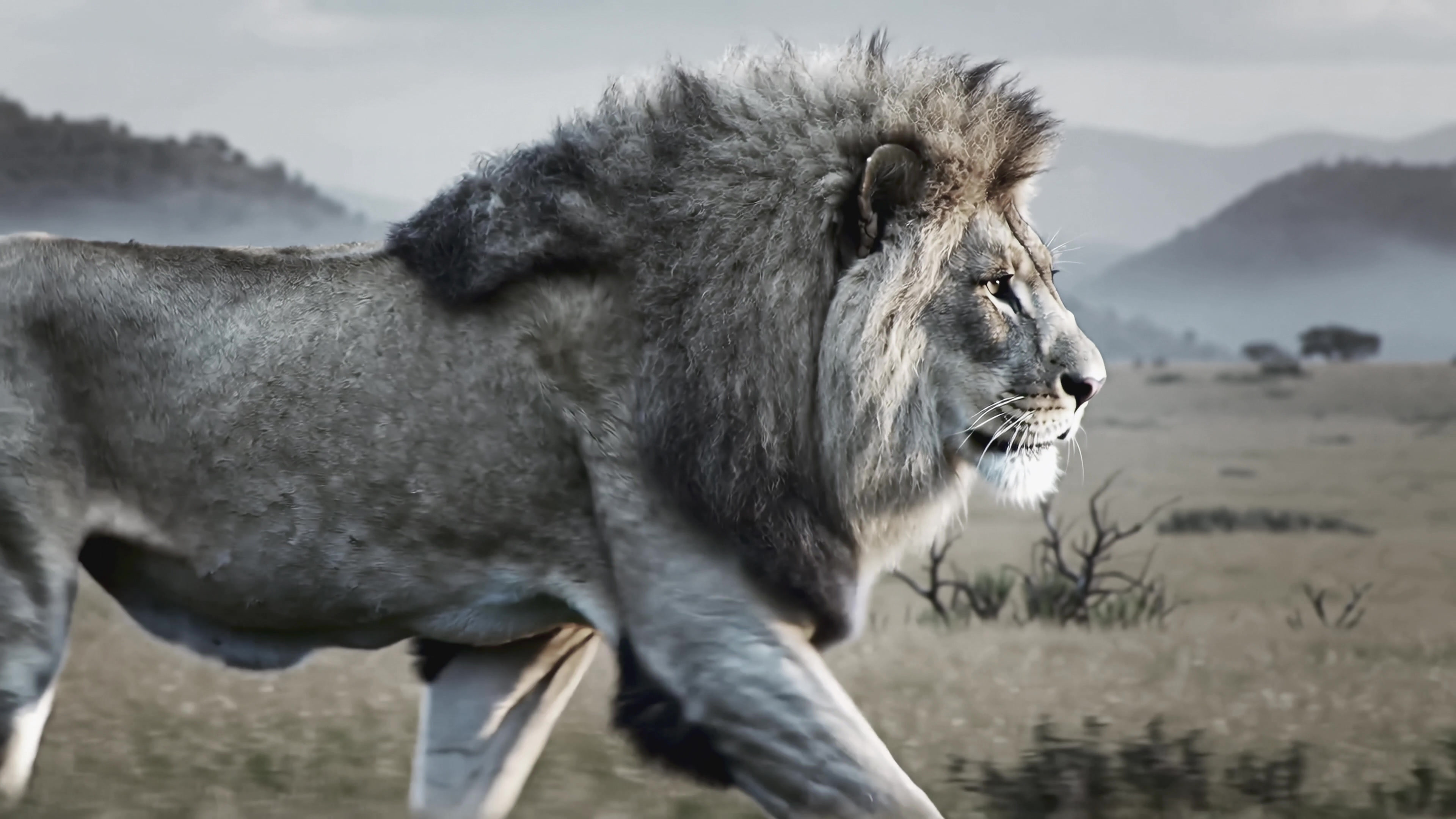 Lion walking across the vast landscape in black and white during the day in the wild