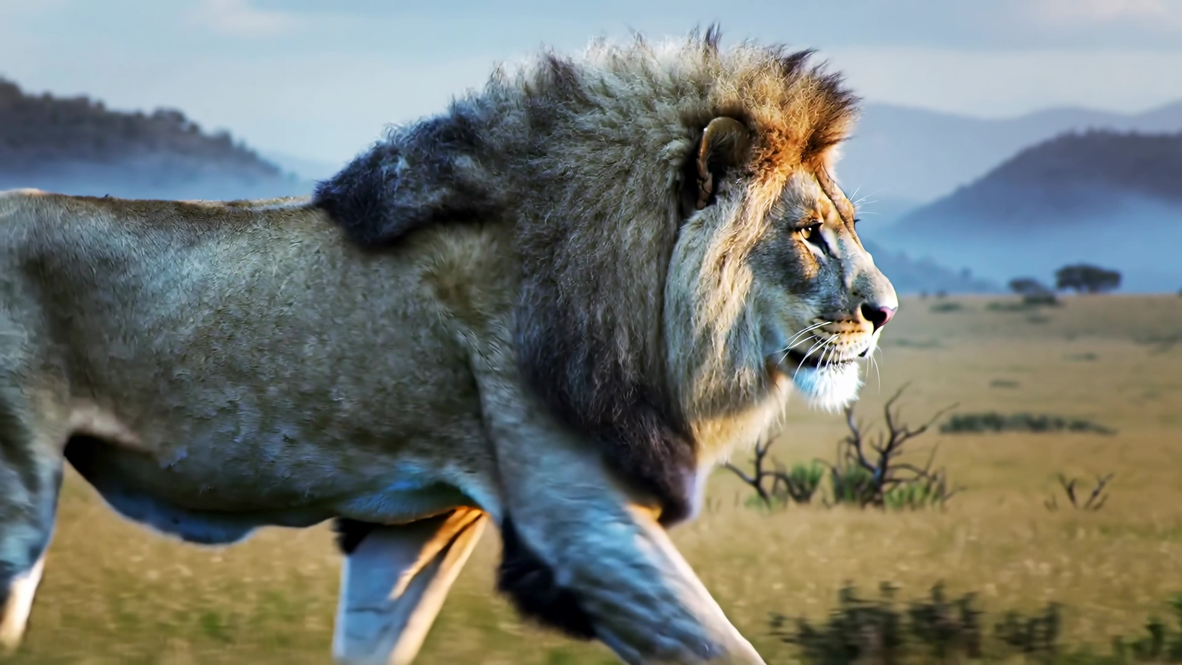 Lion walking through savanna during daylight in Africa