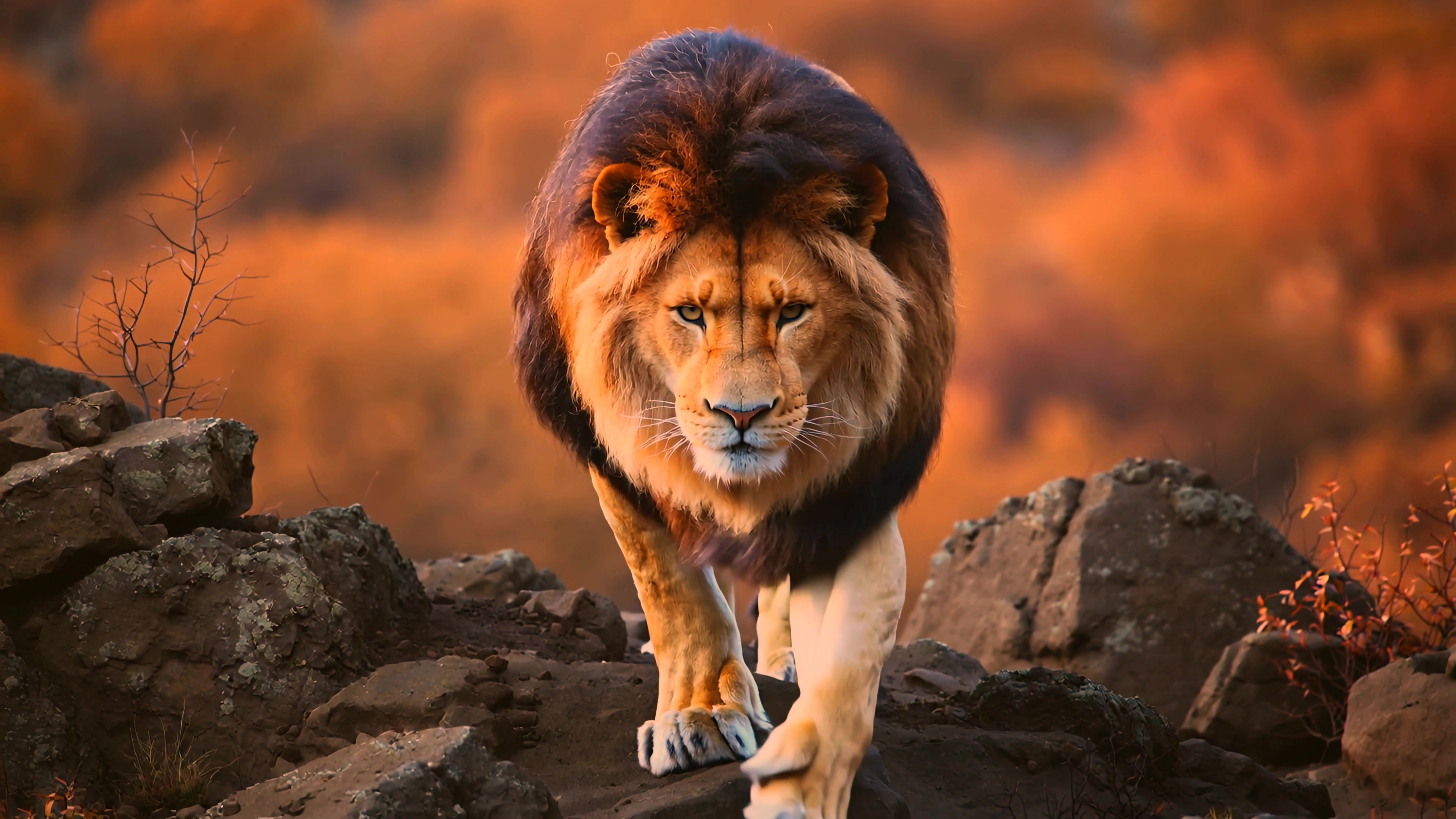 Lion walks on rocky terrain in a sunset landscape, showcasing the animals movement and natural habitat in the wild