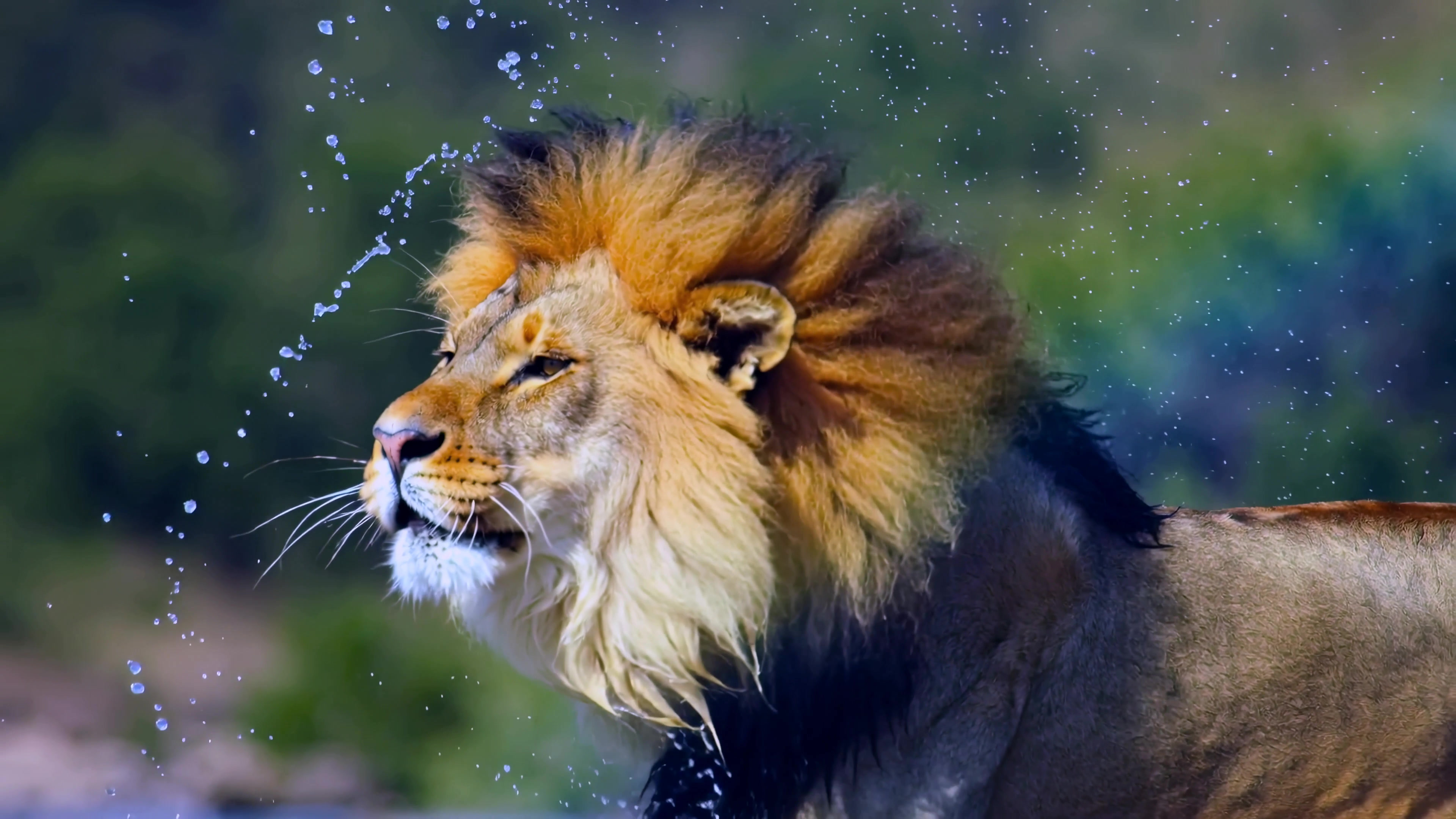 Lion stands in water and shakes off droplets in a natural setting during the day