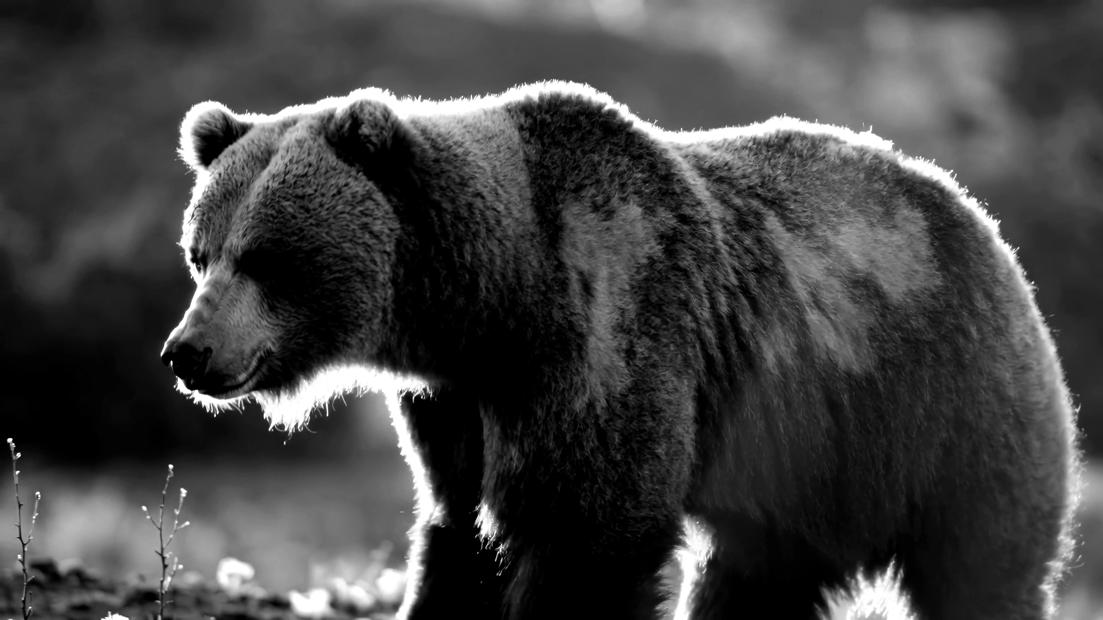 Video shows a bear walking through a forest during the early morning hours in search of food and exploring its surroundings