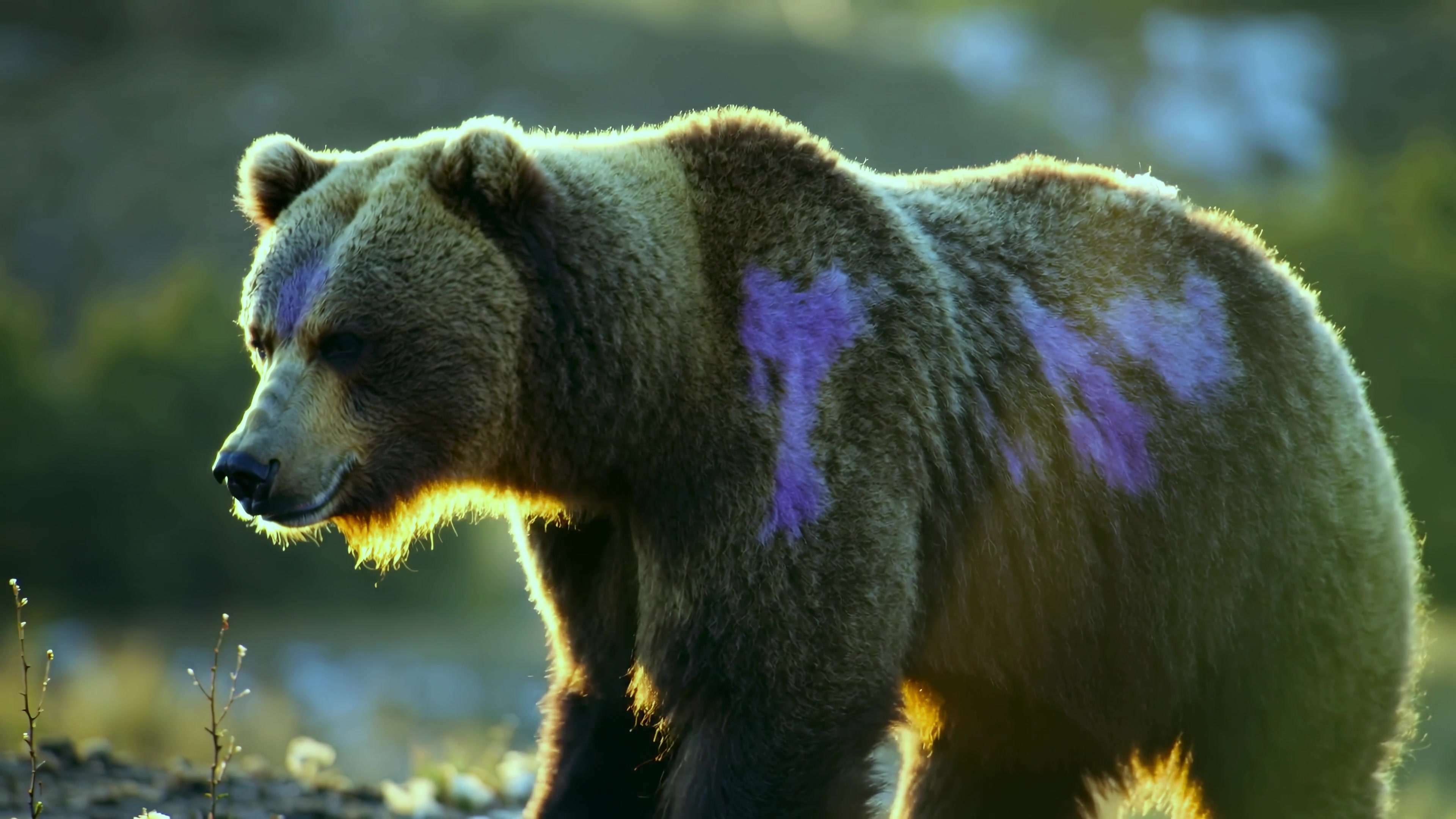 Bear with purple markings walks through forest during late afternoon light in natural setting