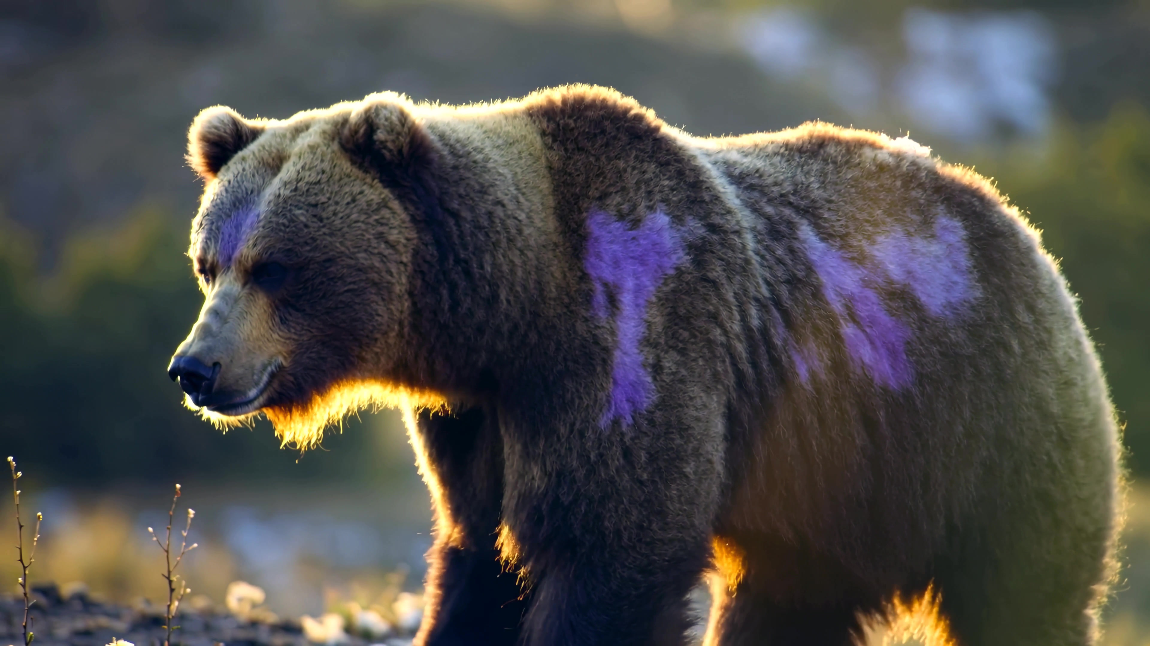 Grizzly bear walking in natural setting with colorful markings on sunset-lit fur